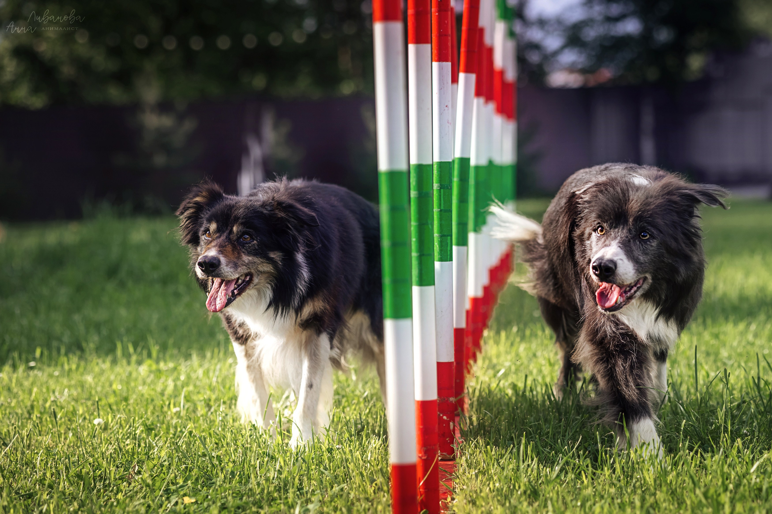 Рита и Ко. Фотограф анималист Аня Ливанова | Рыбинск