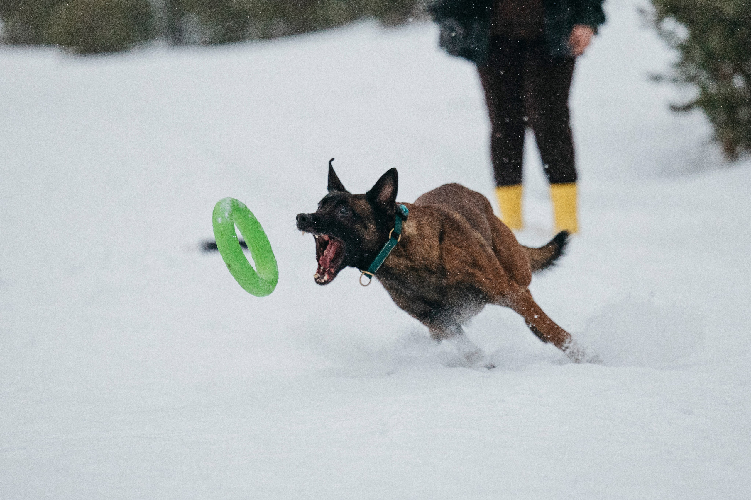 Карьер. Фотограф-анималист Анна Маринич