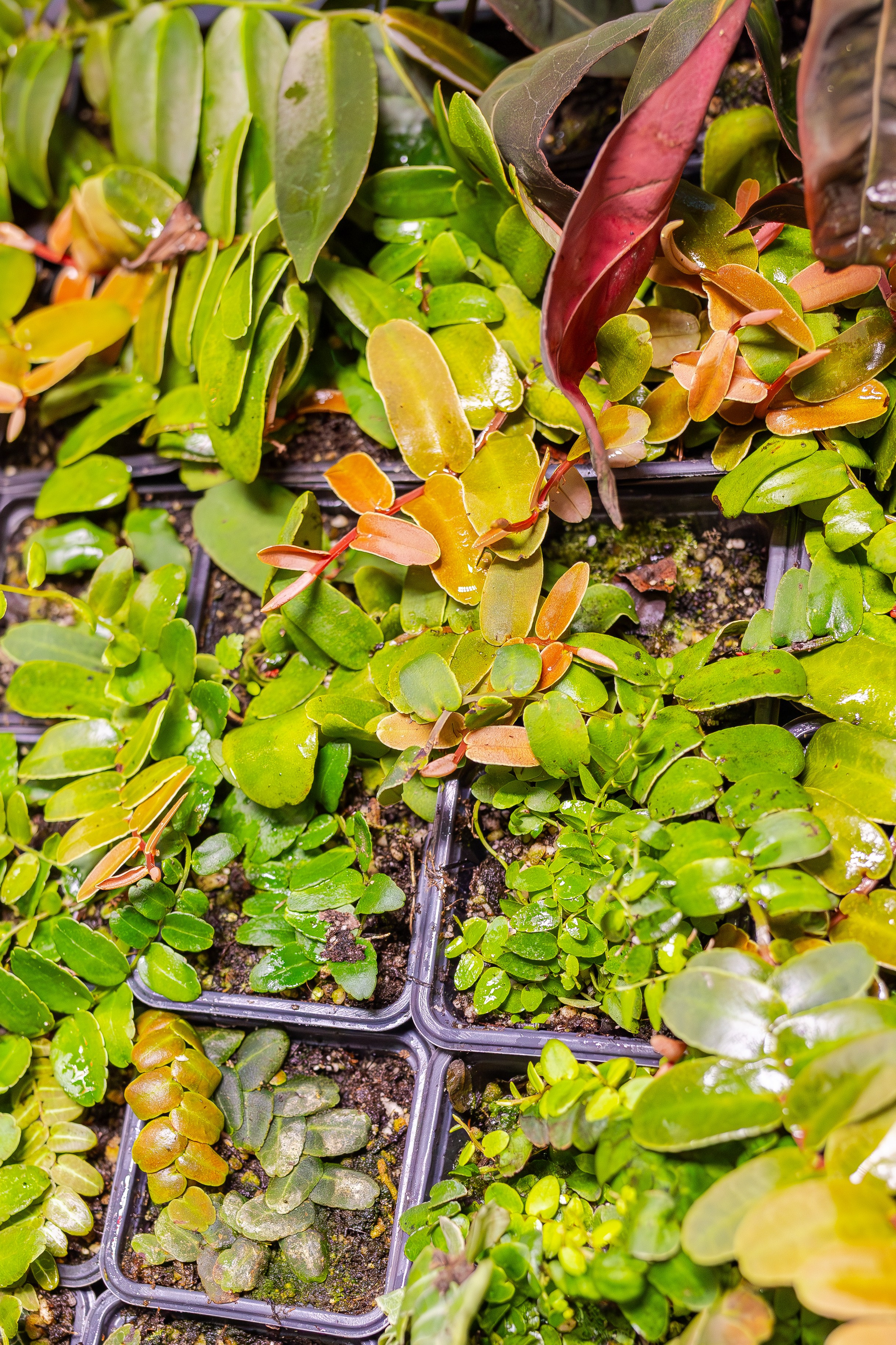 Орхидиум сентябрь 2025. Александра Куликова фотограф, Москва