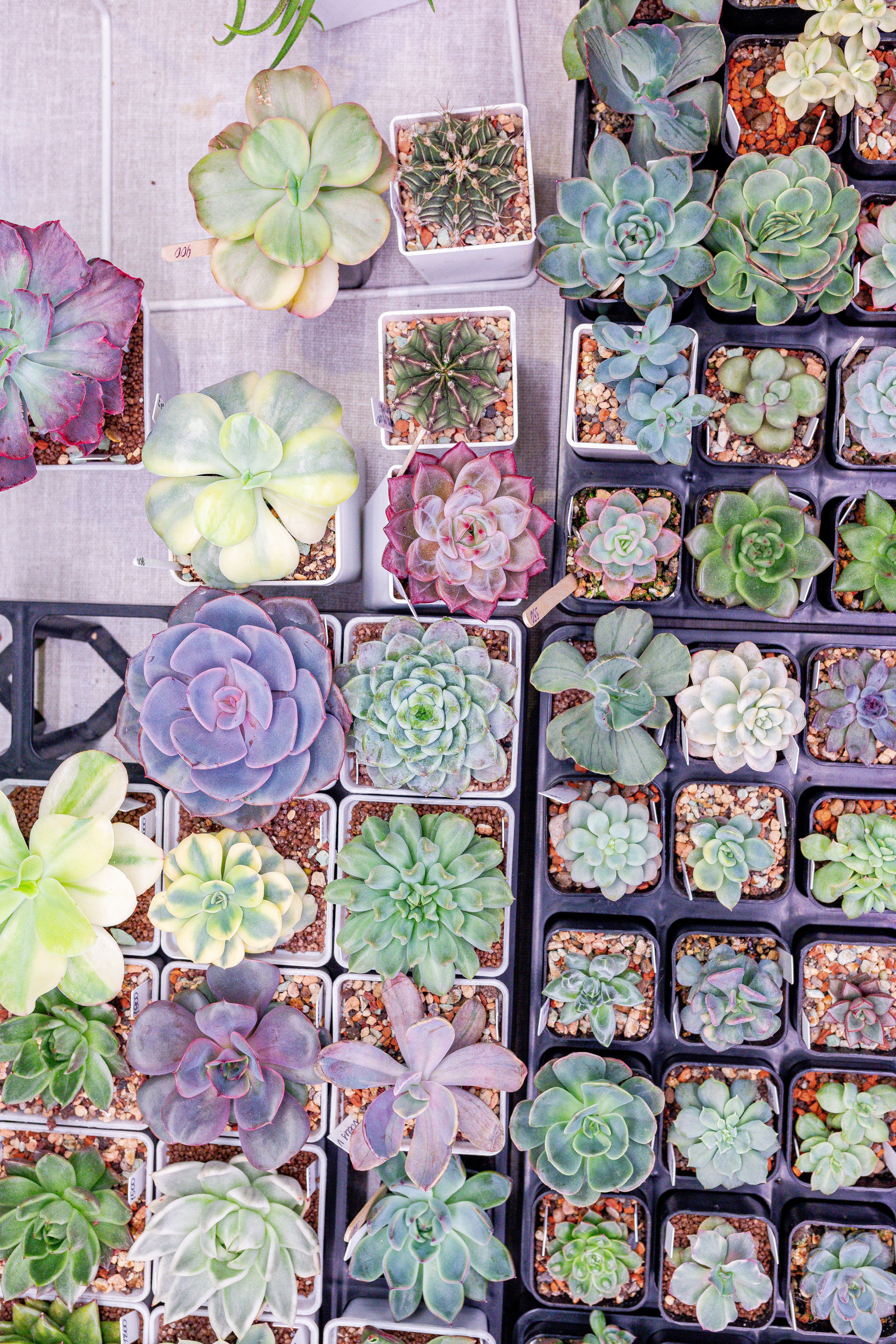 Growbox 1–2 марта. Александра Куликова фотограф, Москва