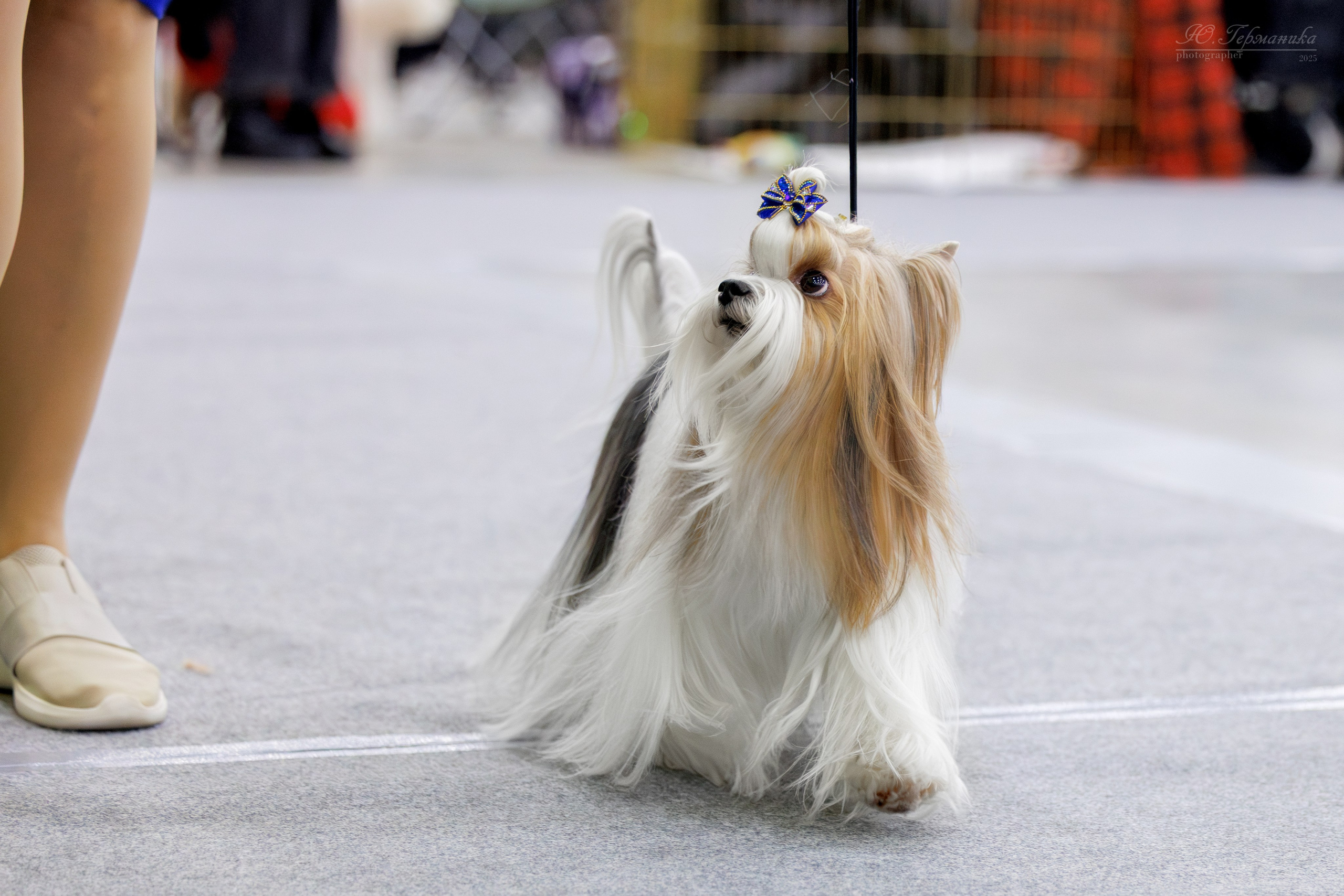 Питер 12-13.12.2025. Фотограф-анималист Юлия Германика