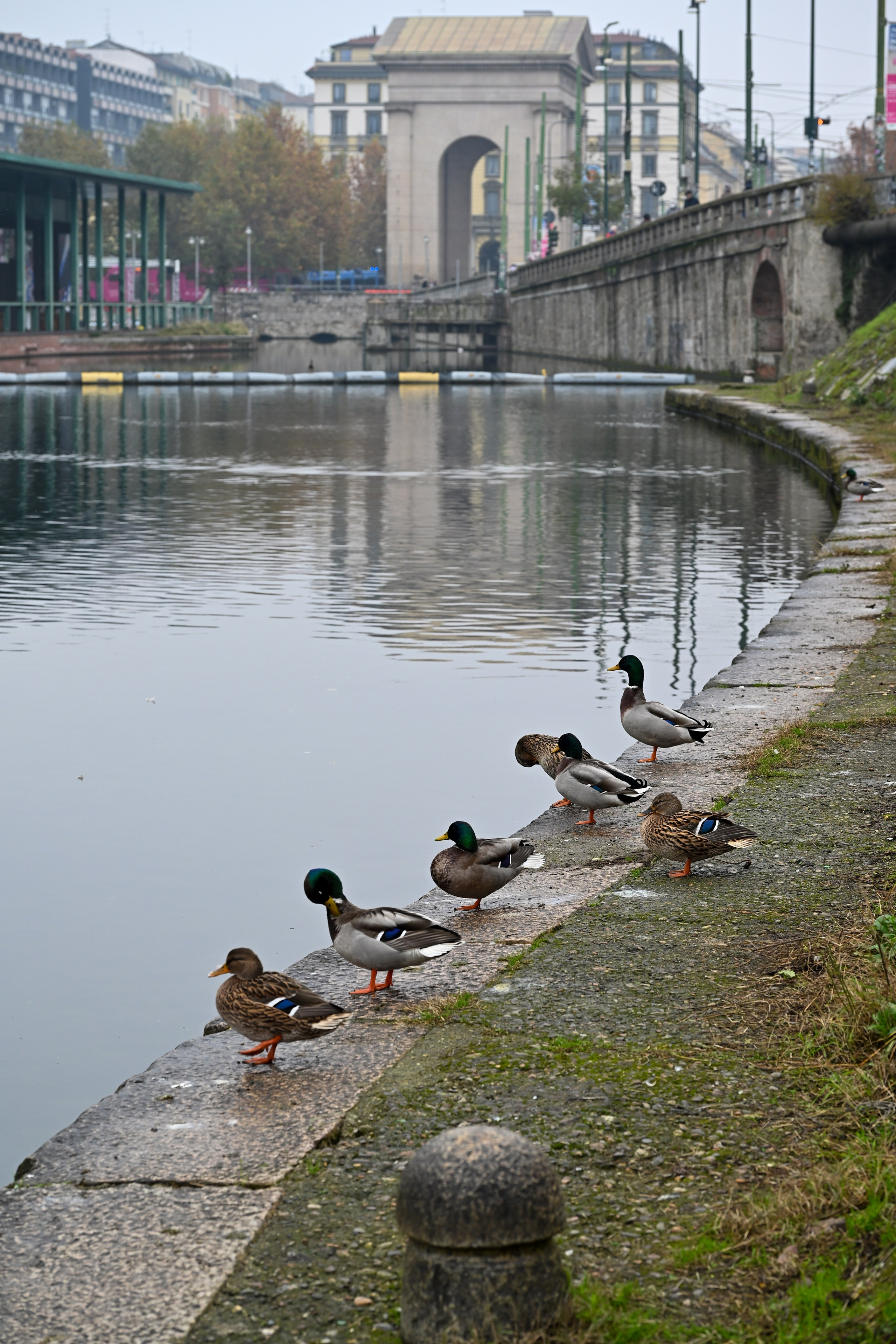 Milano: Navigli, City, Trams. Фотограф Минск