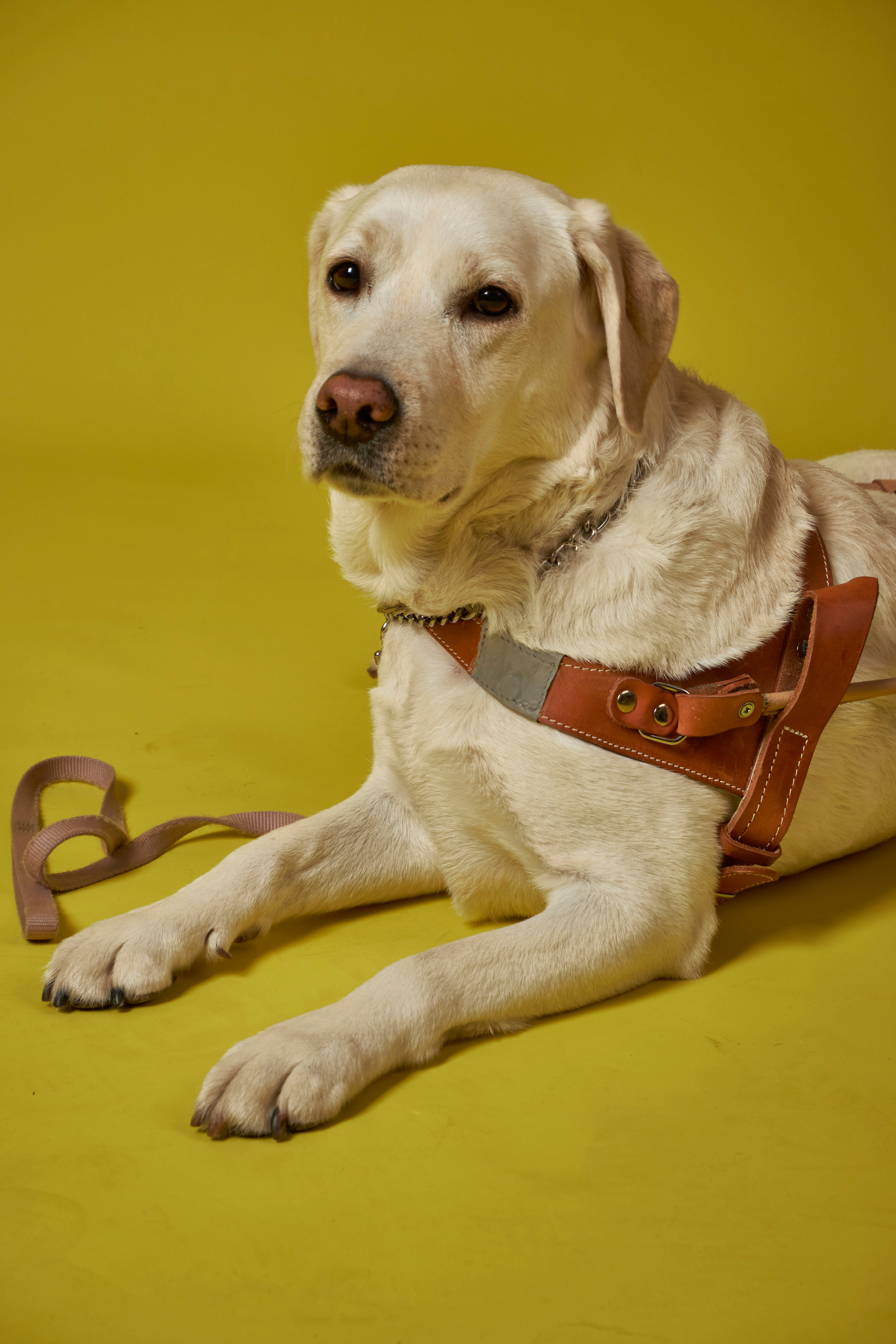 Фотосессия для собак. Фотограф в Самаре | Варя Борисова