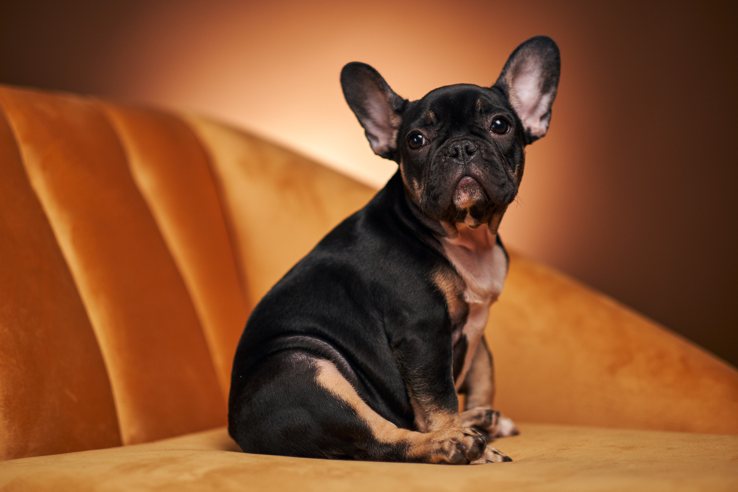 Фотосессия для собак. Фотограф в Самаре | Варя Борисова