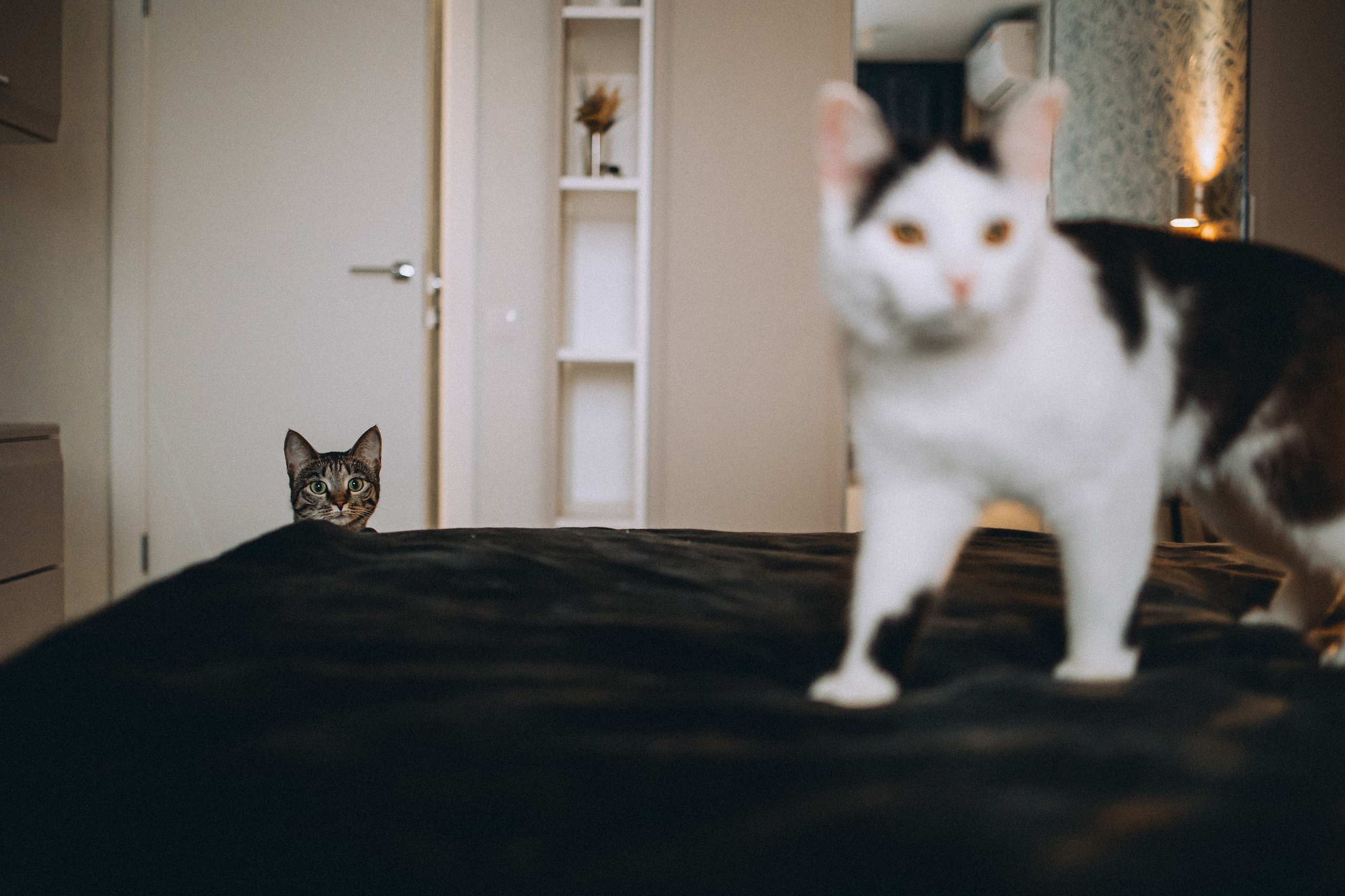 Рыся, Кепа и их семья