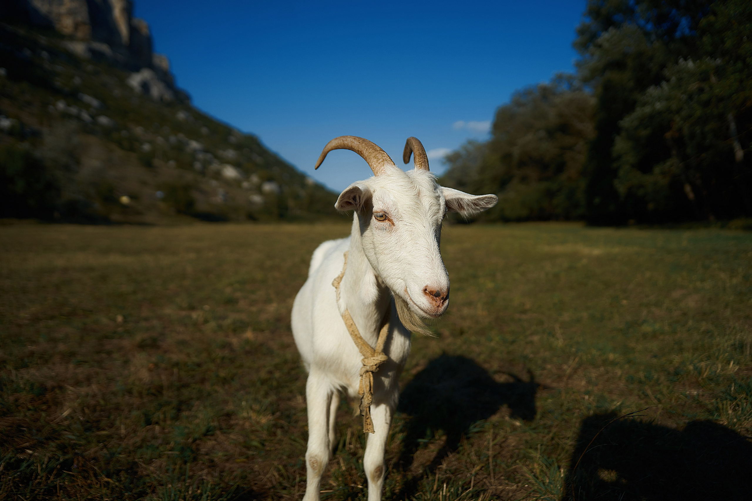 Фотосессия семей и влюбленных в Крыму. Фотограф Александр Кудинов, Крым: Легкие съемки, живые эмоции