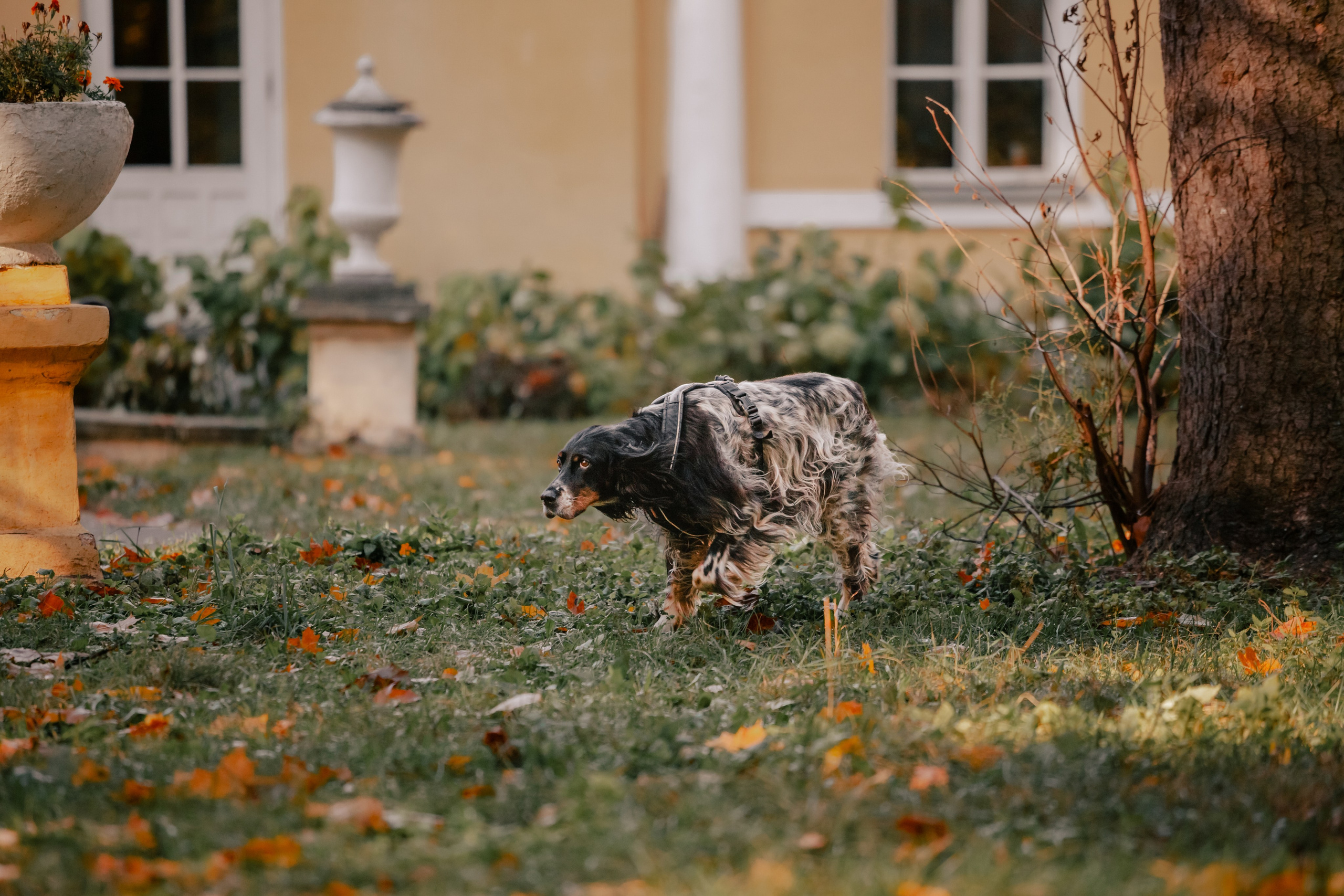 Света, Хайди, Богдана. Фотограф-анималист Татьяна Степанова