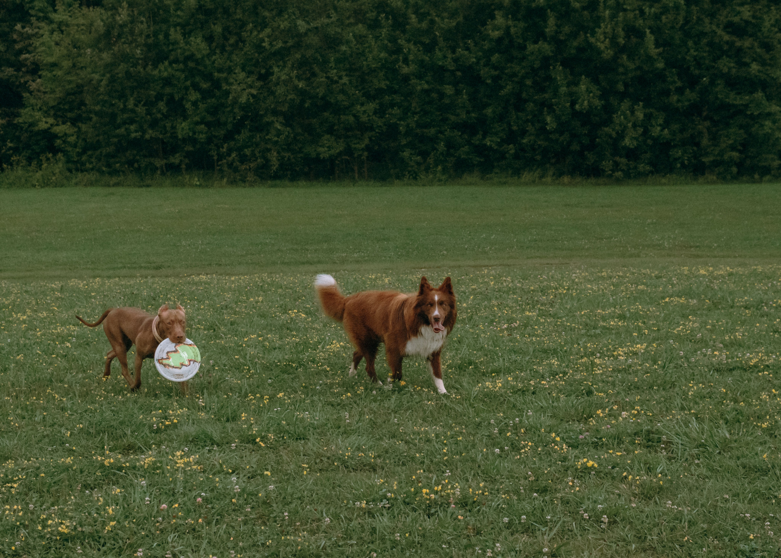 Виолетта, Лила и Питер. Фотограф-анималист Ксения Воробьева, Москва