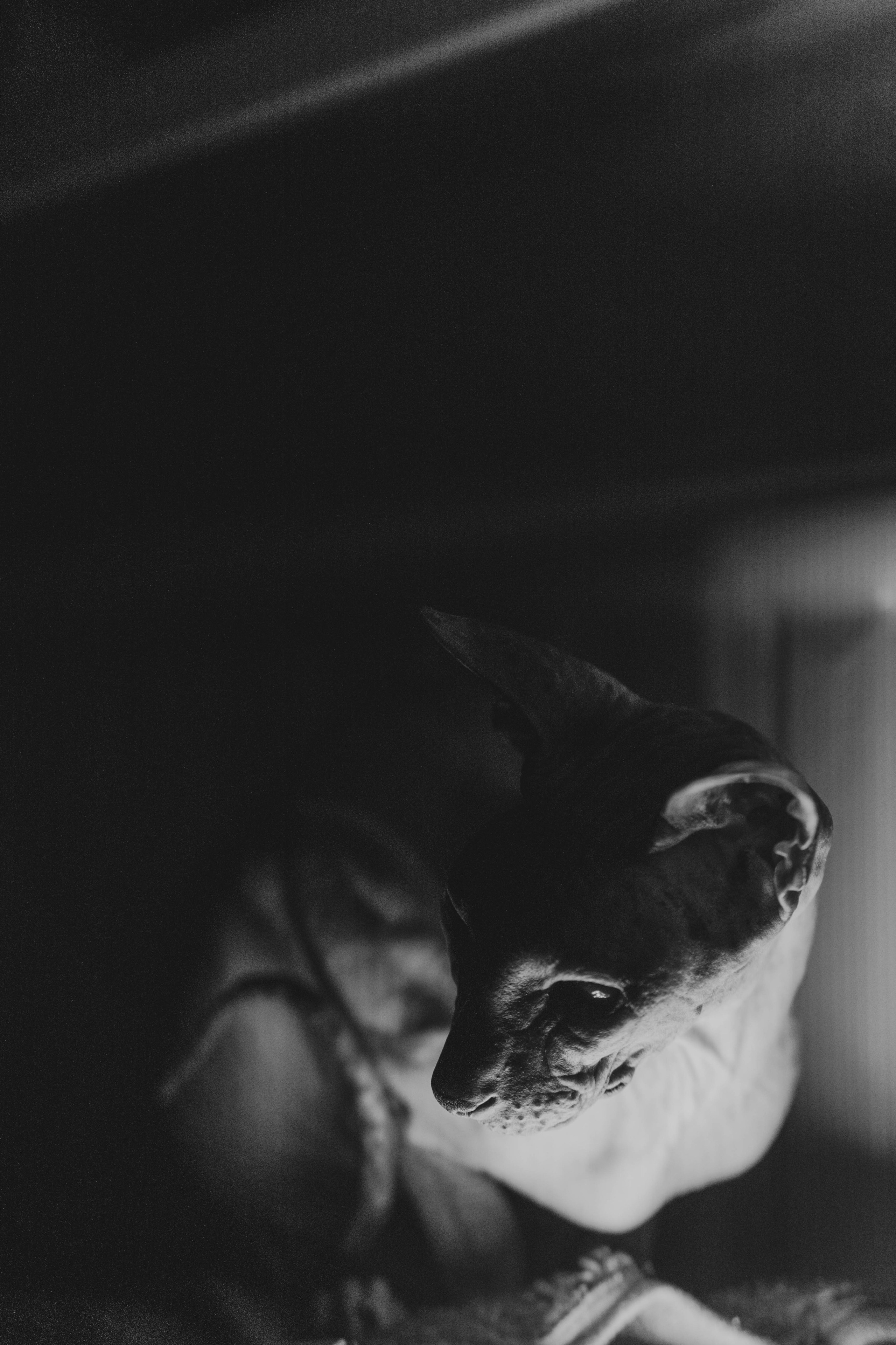 Бандит. Фотограф-анималист Ксения Воробьева, Москва