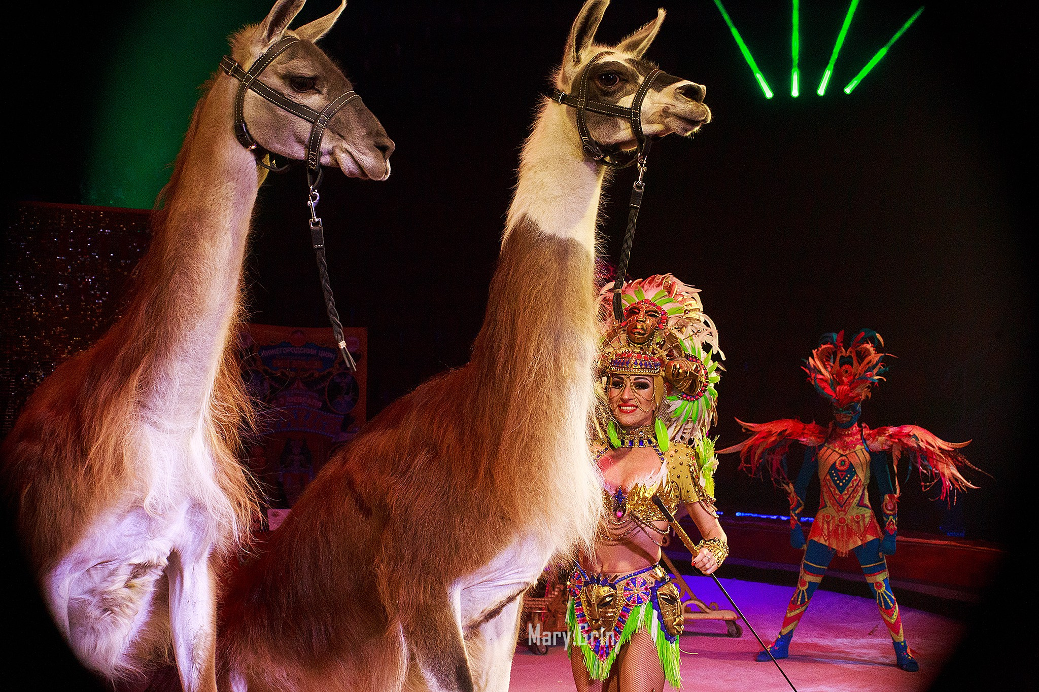 Цирк Гии Эрадзе. Детский и семейный фотограф, фотограф мероприятий Нижний Новгород