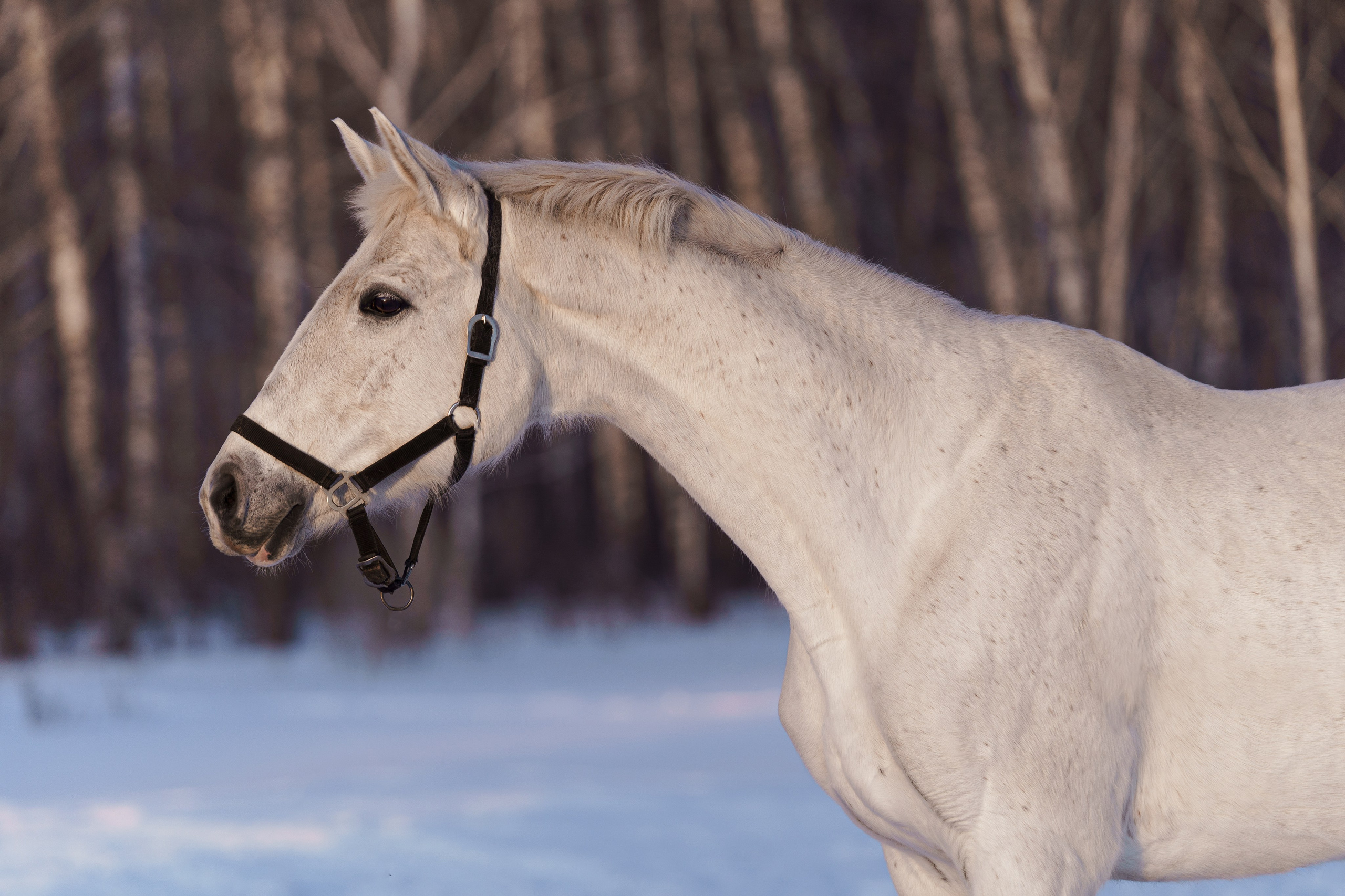 Памела. Главная