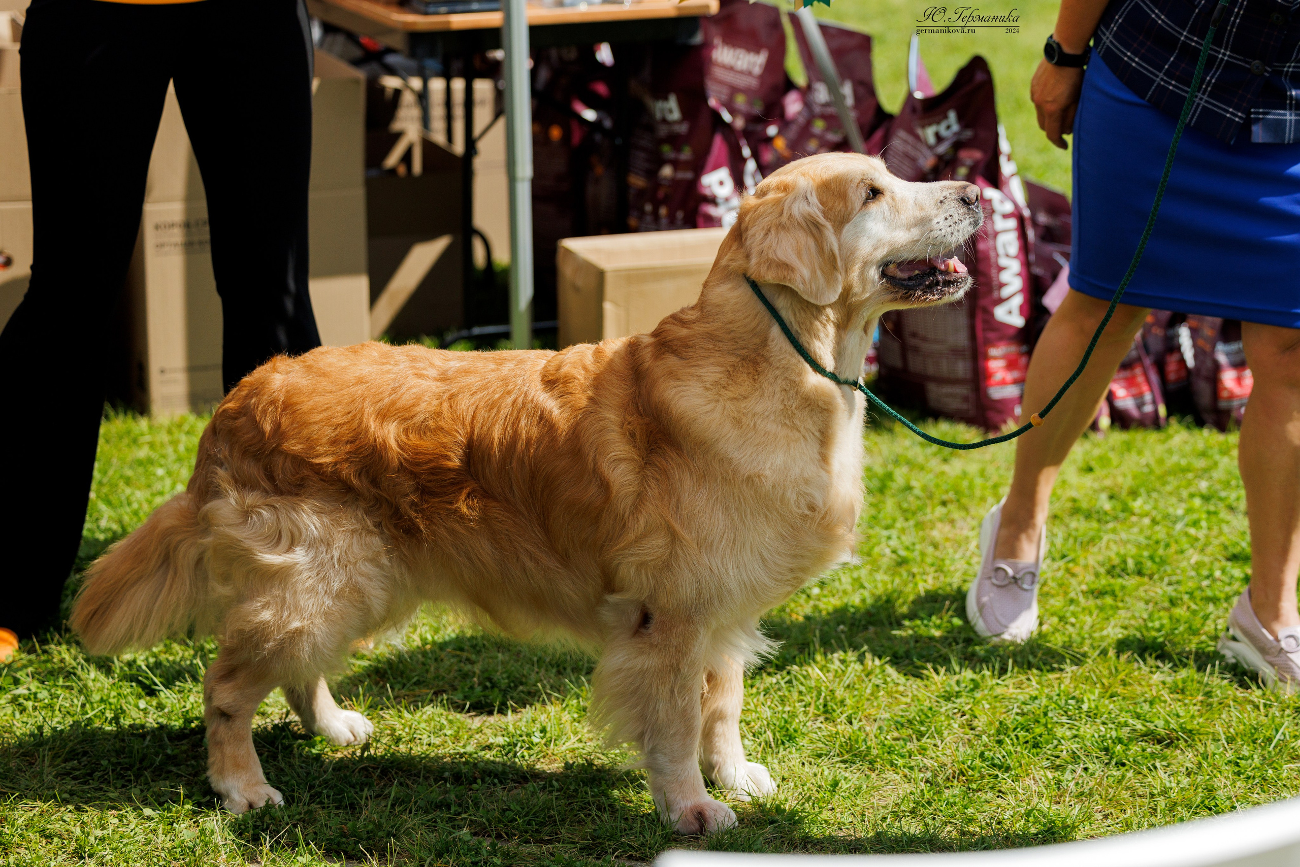 Голдены 15-16.06.2024. Фотограф-анималист Юлия Германика