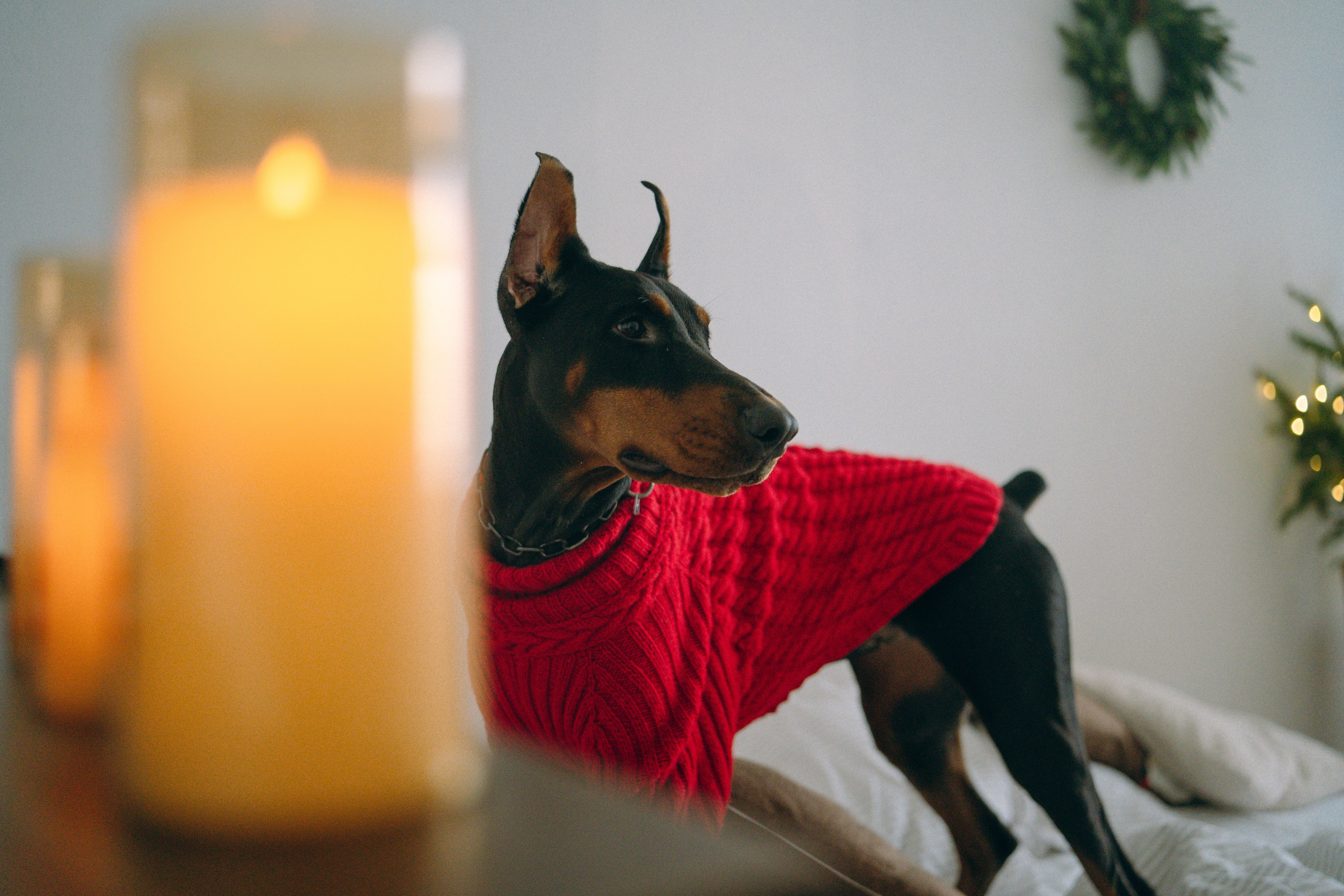 Саша и Асти. Фотограф анималист в Москве и Санкт-Петербурге Свиридова Анна