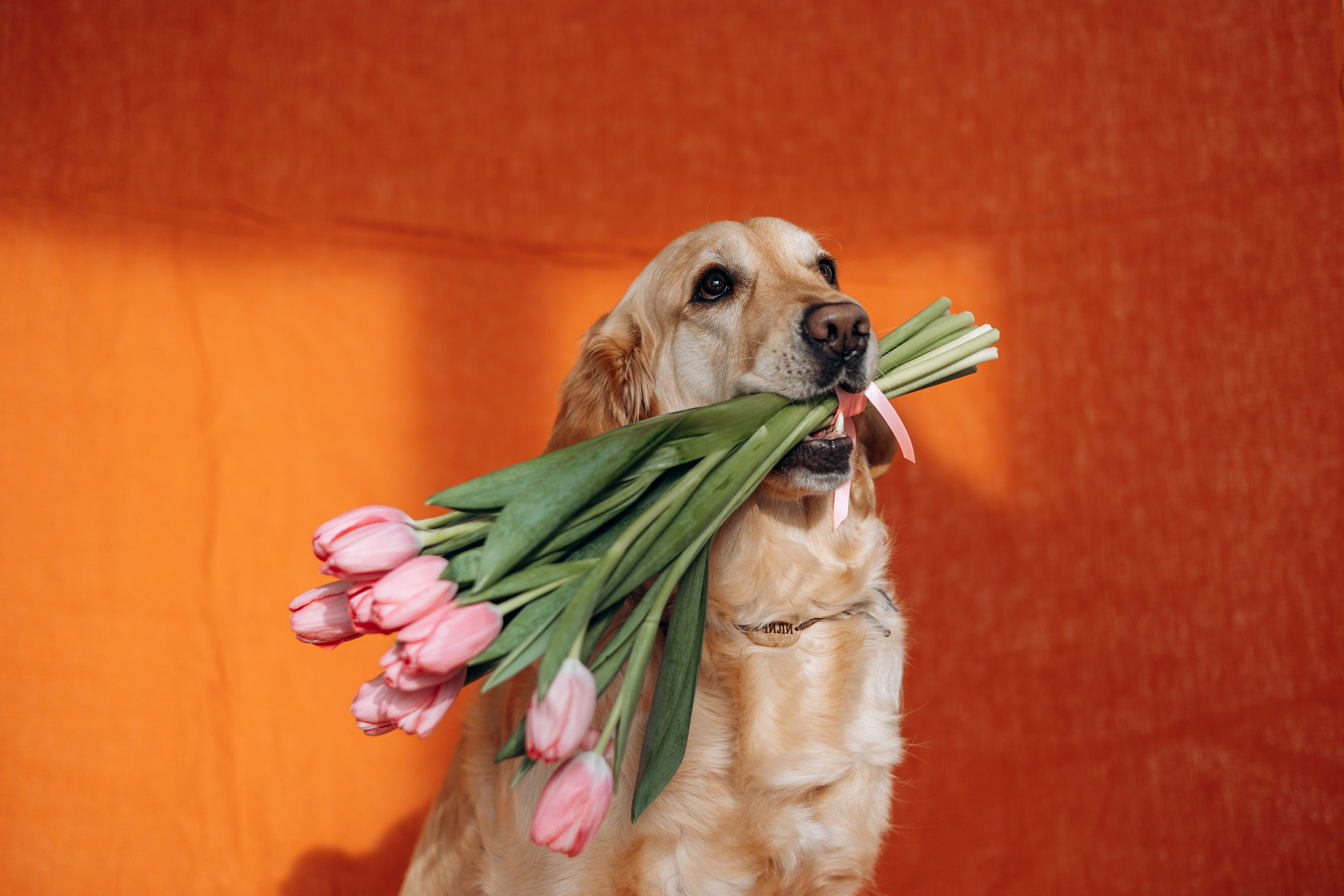 Марина и Чили. Фотограф — Анималист | Санкт-Петербург
