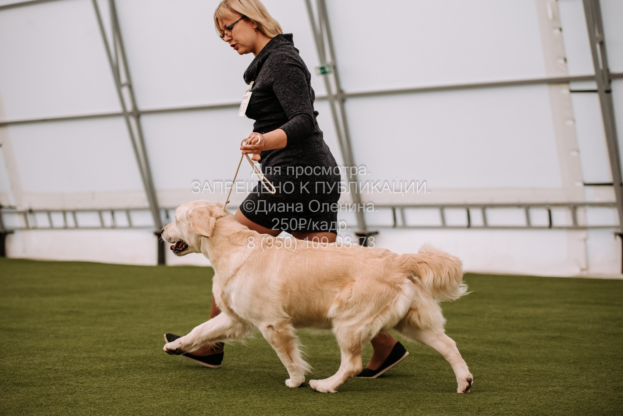 Выставка собак Красноярск 2.06. Фотограф Диана Оленина Красноярск / Братск