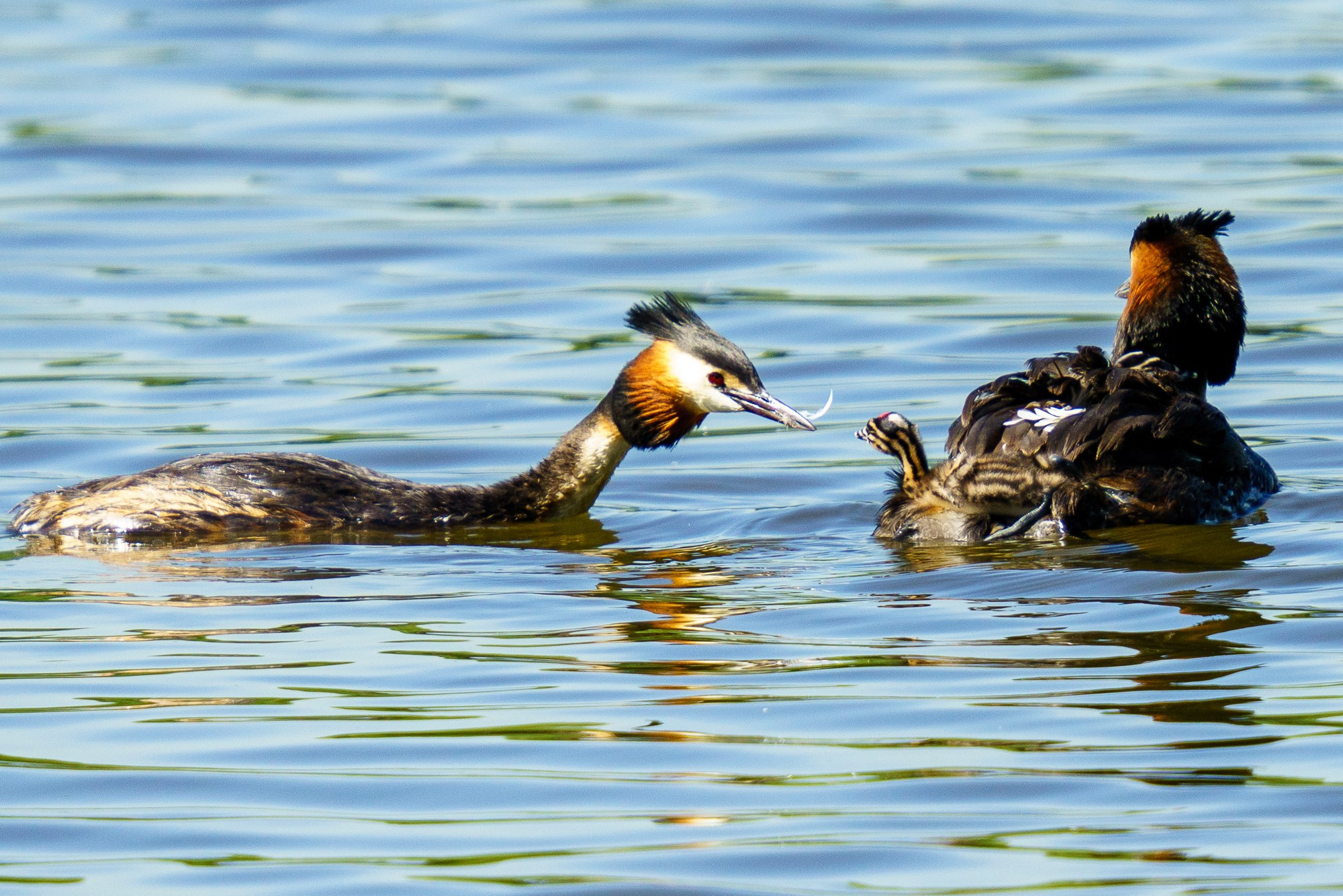 Удивительные мир птиц. Вокруг нас столько прекрасного — присмотритесь!. Ваш личный фотограф Марина Волкова
