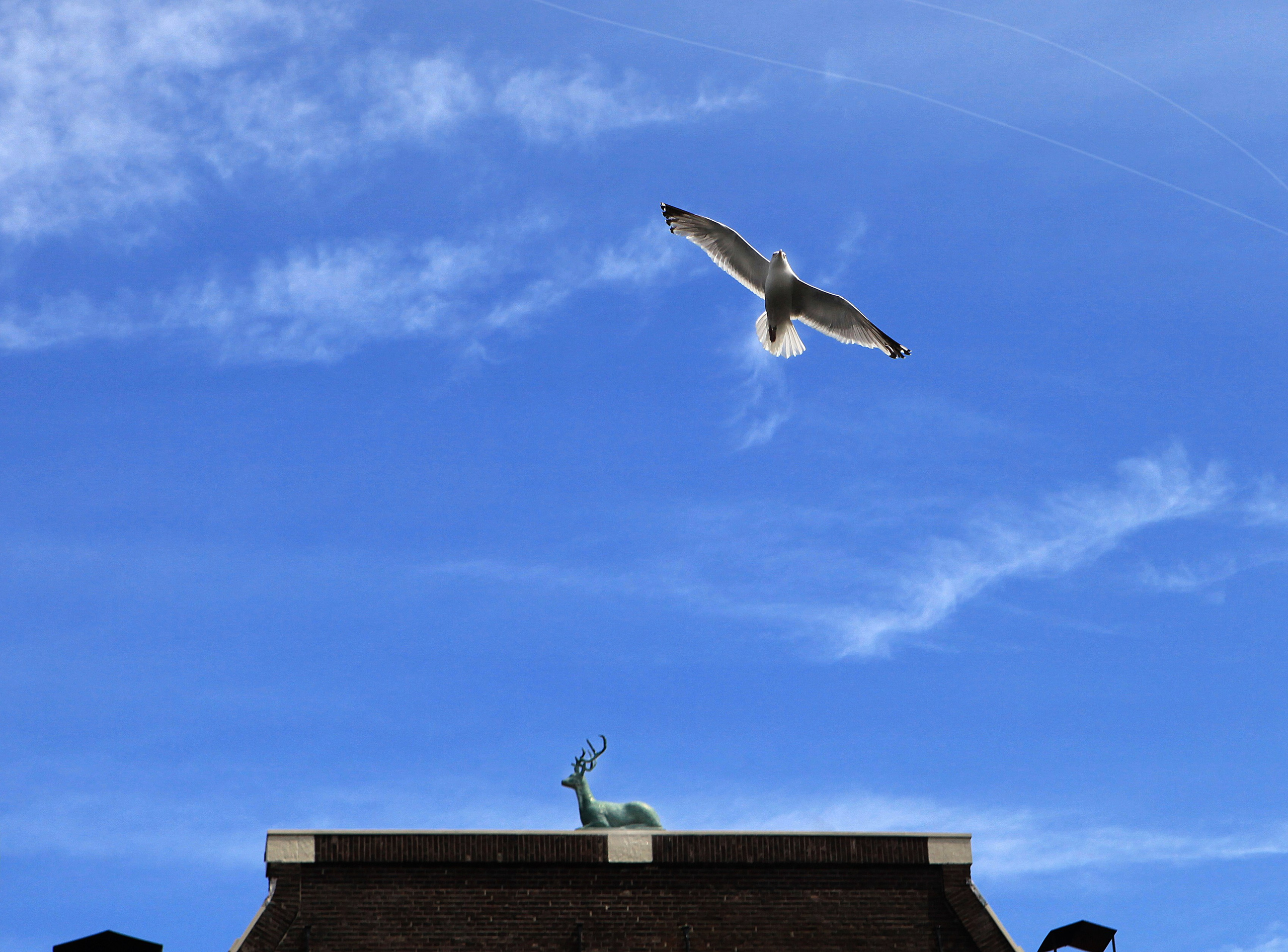 Амстердам. Фотография, ретушь, сканирование, восстановление старых фото, интерьерная съёмка, студия. Данилов Александр, Москва