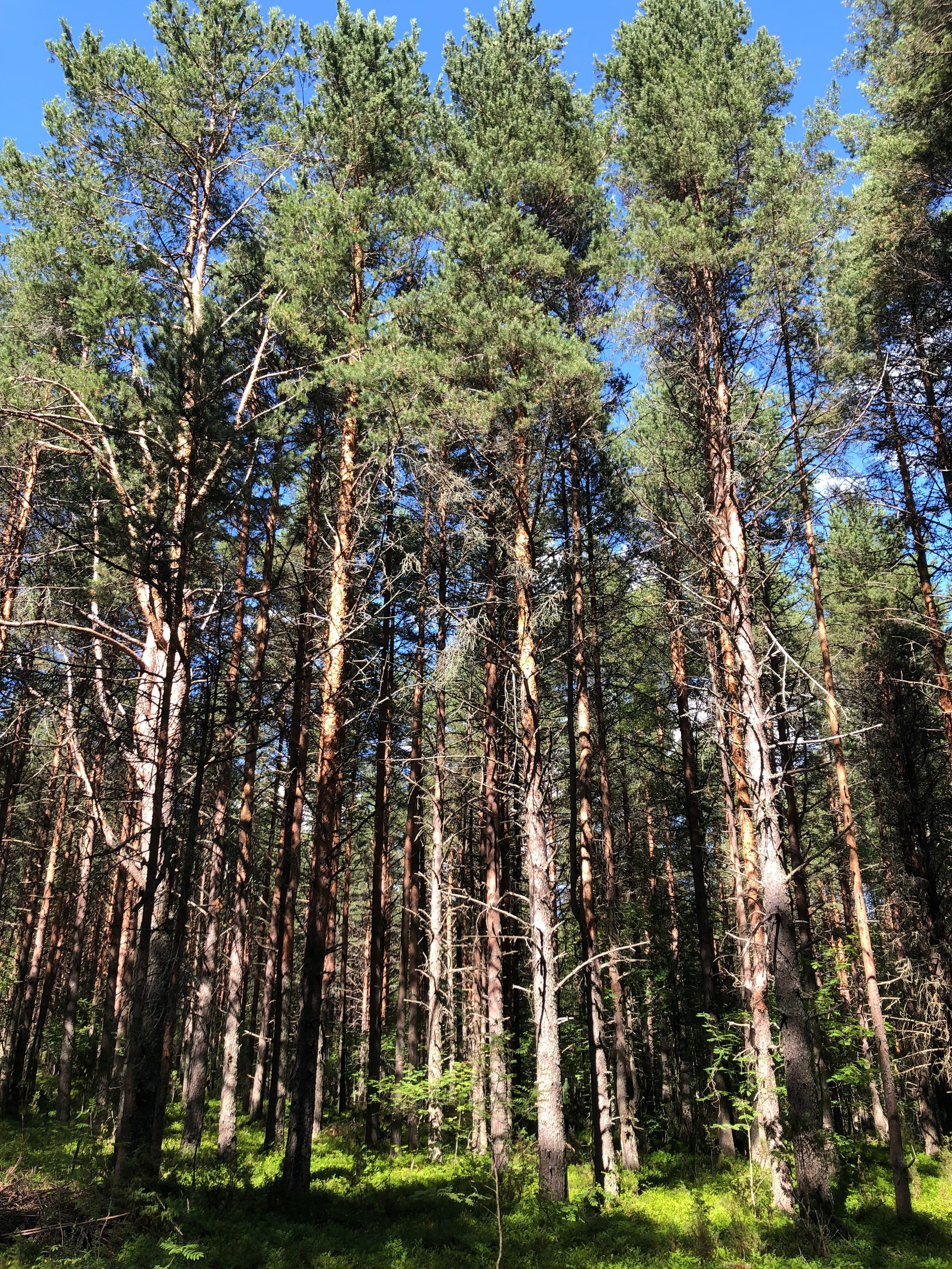 Земельный участок в Лахте