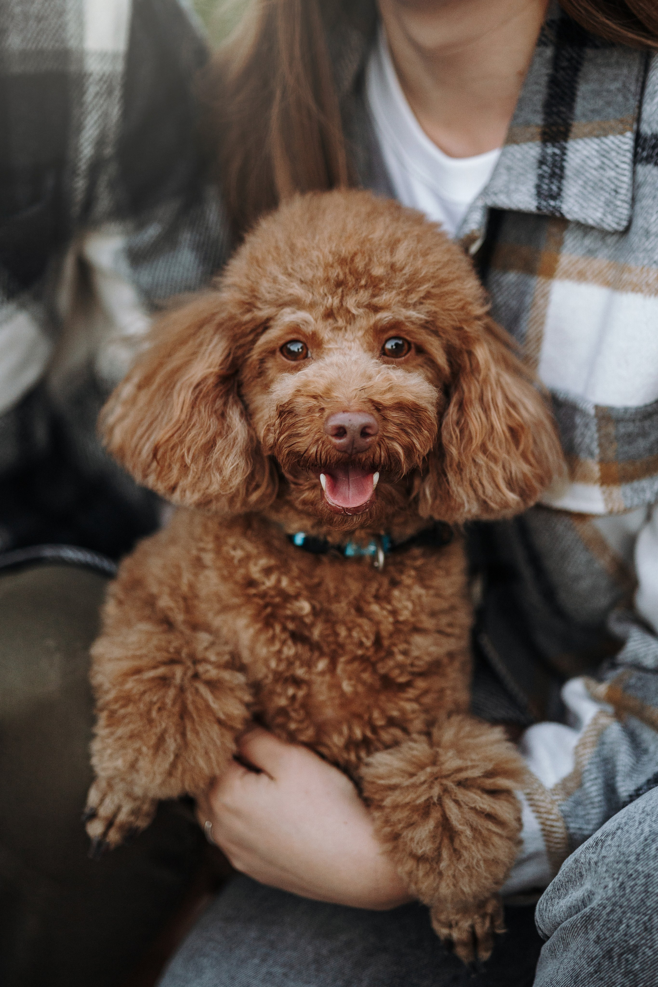 Барни и его семья. Фотограф — Анималист | Санкт-Петербург