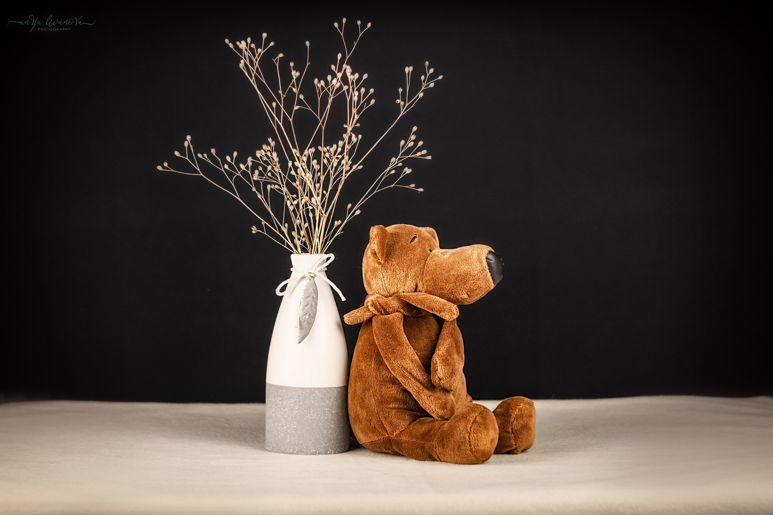 Черный фон. Фотограф анималист Аня Ливанова | Рыбинск