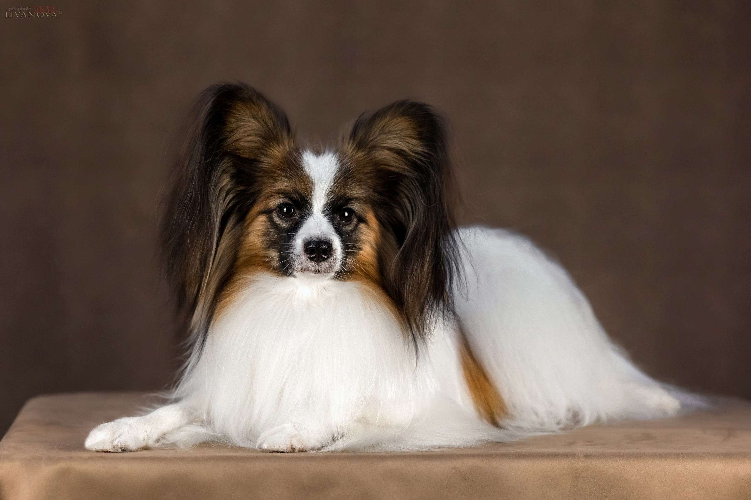 Хьюстон. Фотограф анималист Аня Ливанова | Рыбинск