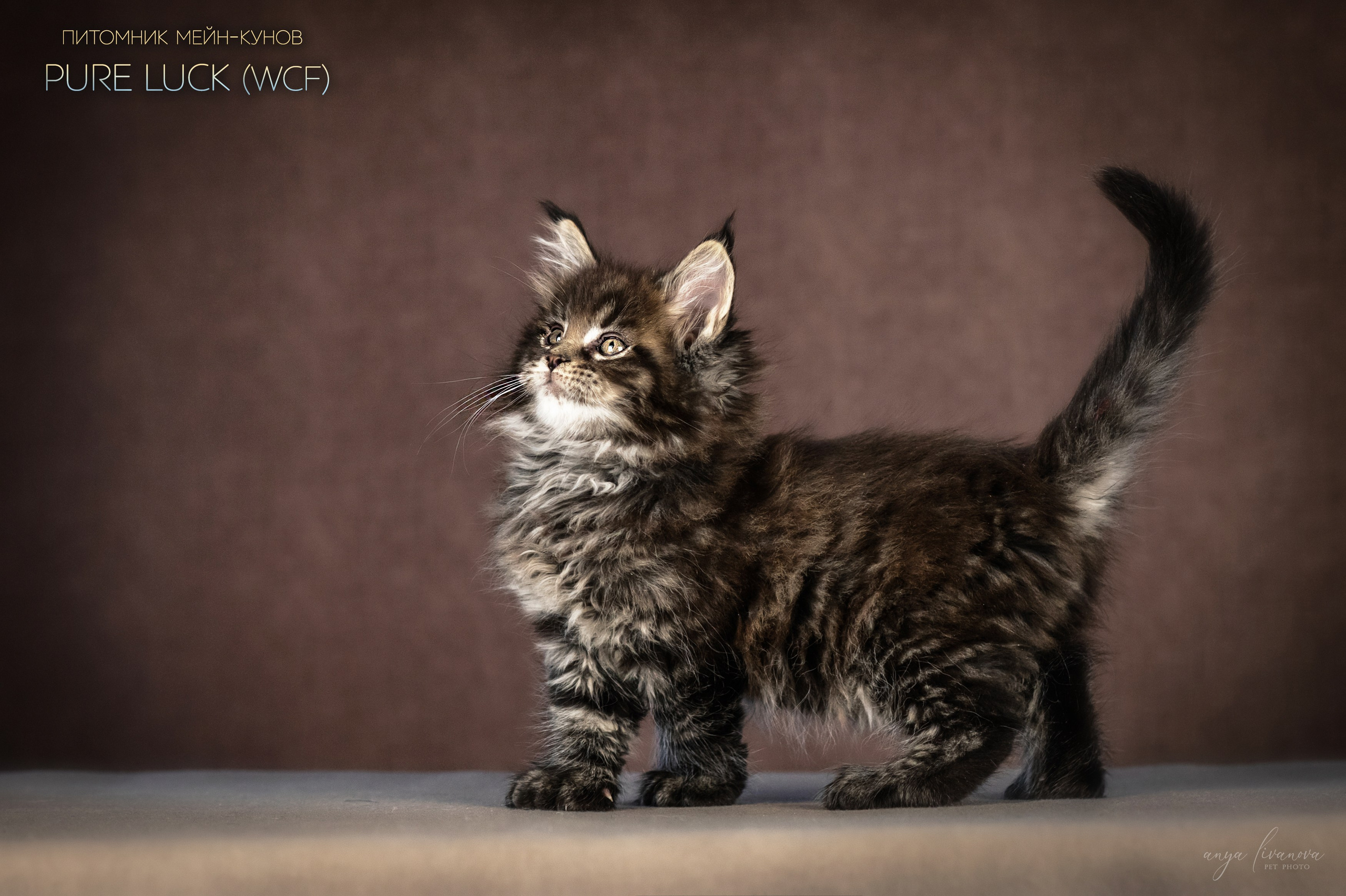 Мейнкуны. Фотограф анималист Аня Ливанова | Рыбинск