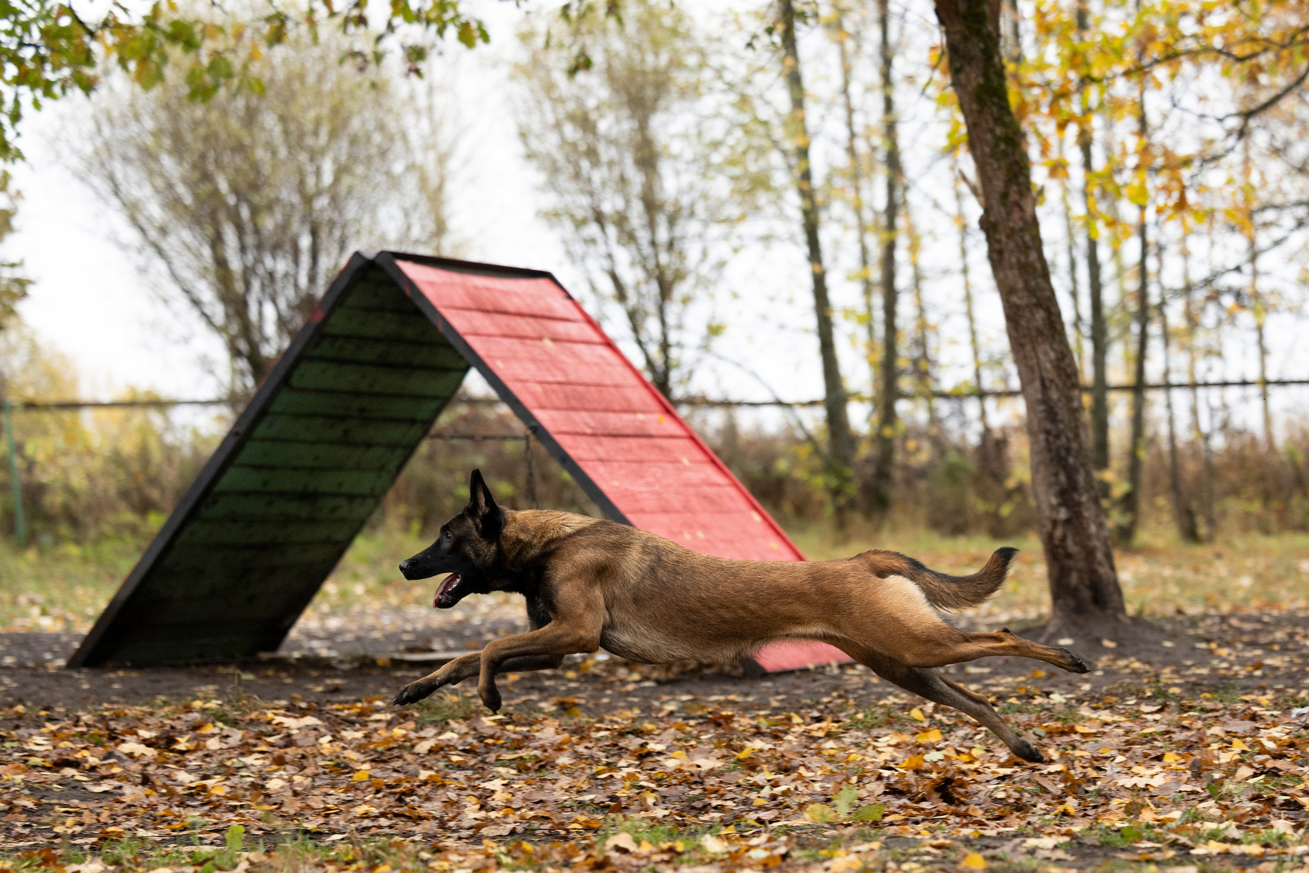 Соревнования по Мондьорингу г. Вологда. Фотограф-анималист Анна Маринич