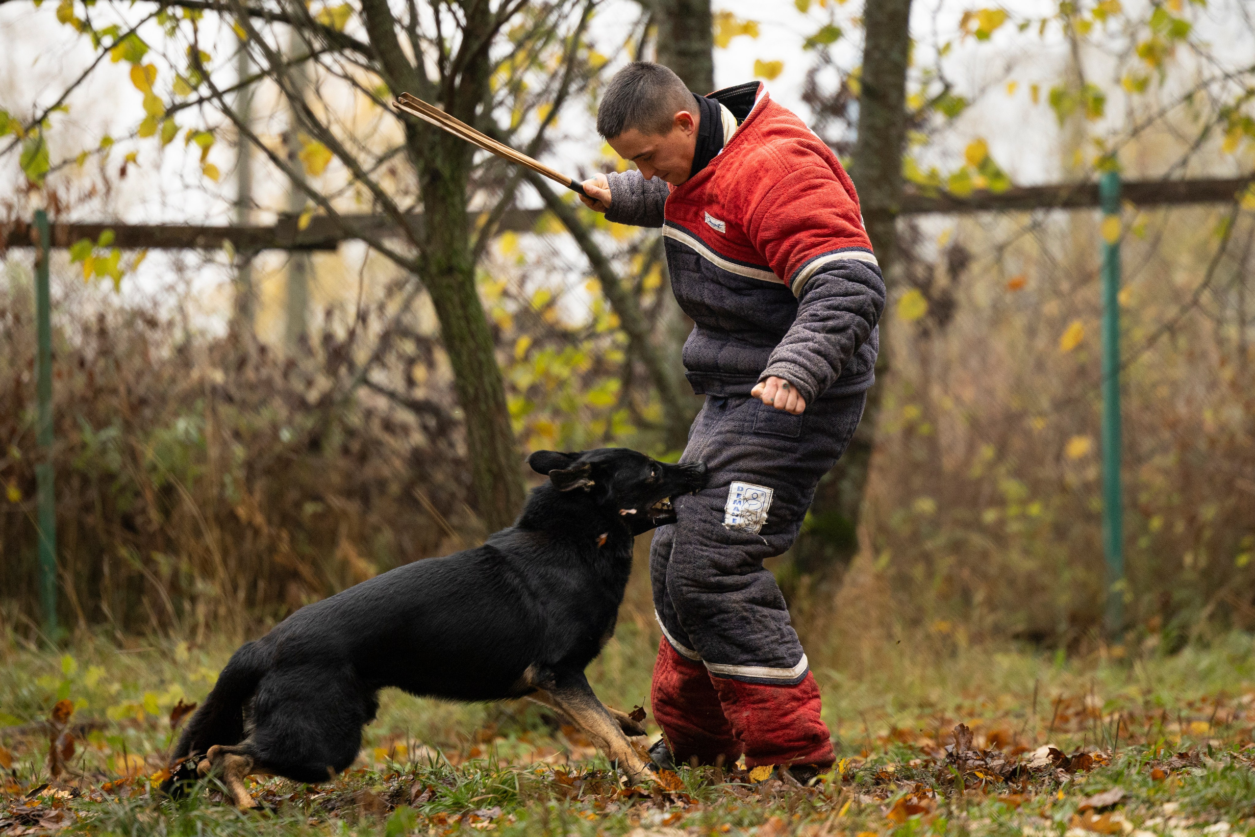 Соревнования по Мондьорингу г. Вологда. Фотограф-анималист Анна Маринич