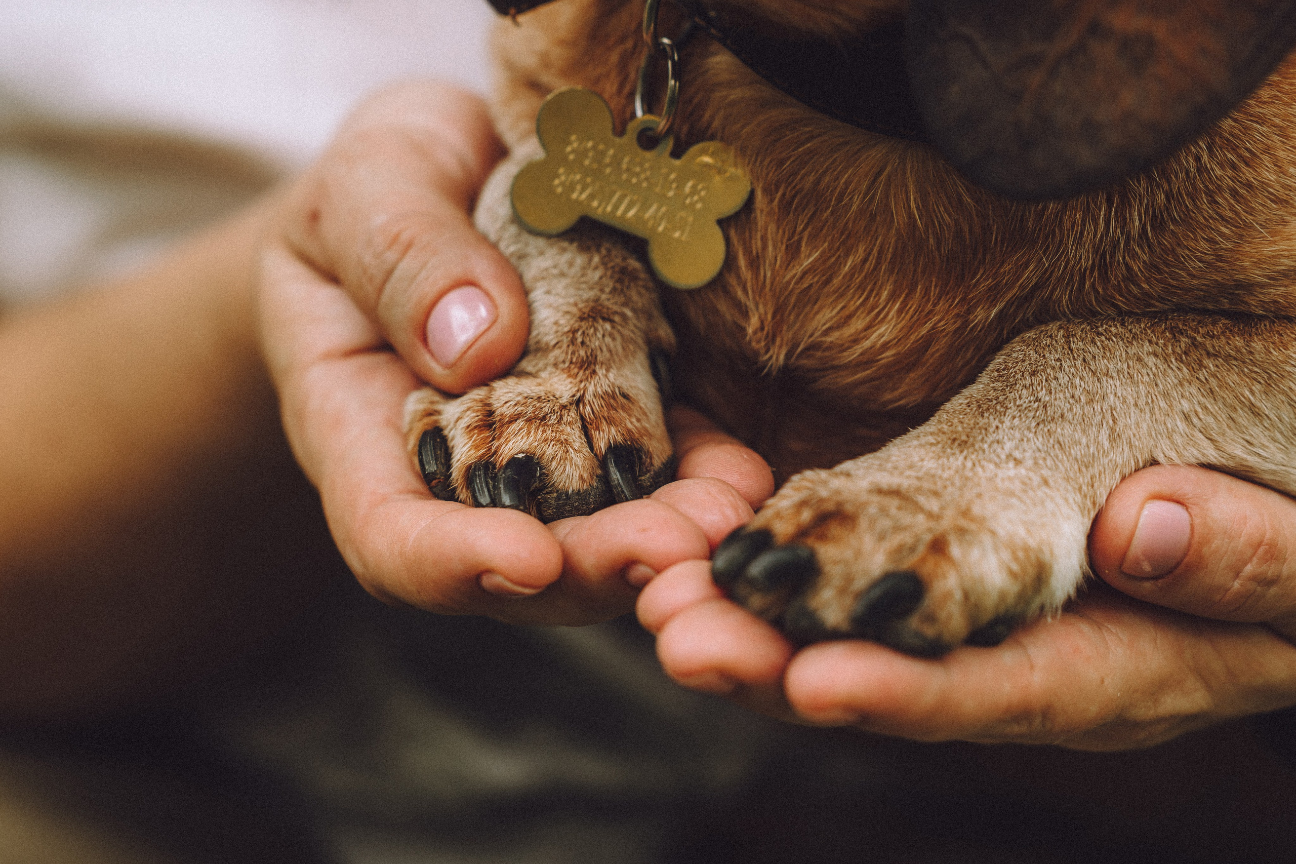 Груша, Данни, Фунтик и их семья