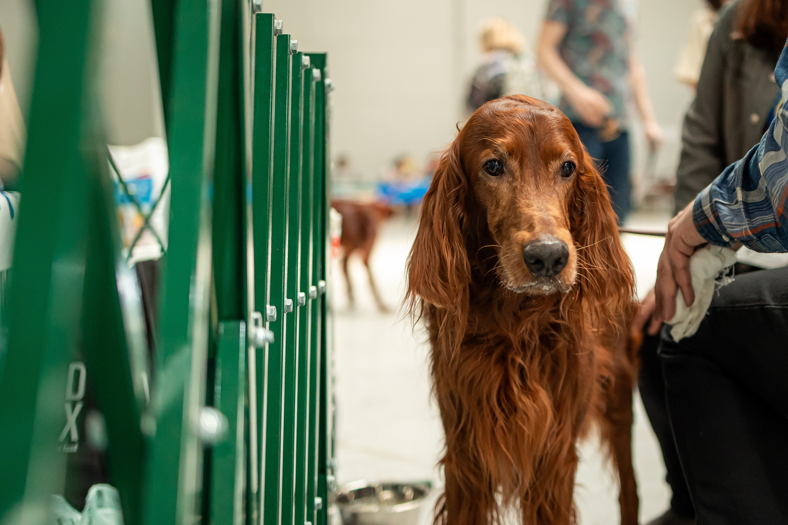 Выставка сеттеров 19.05.24