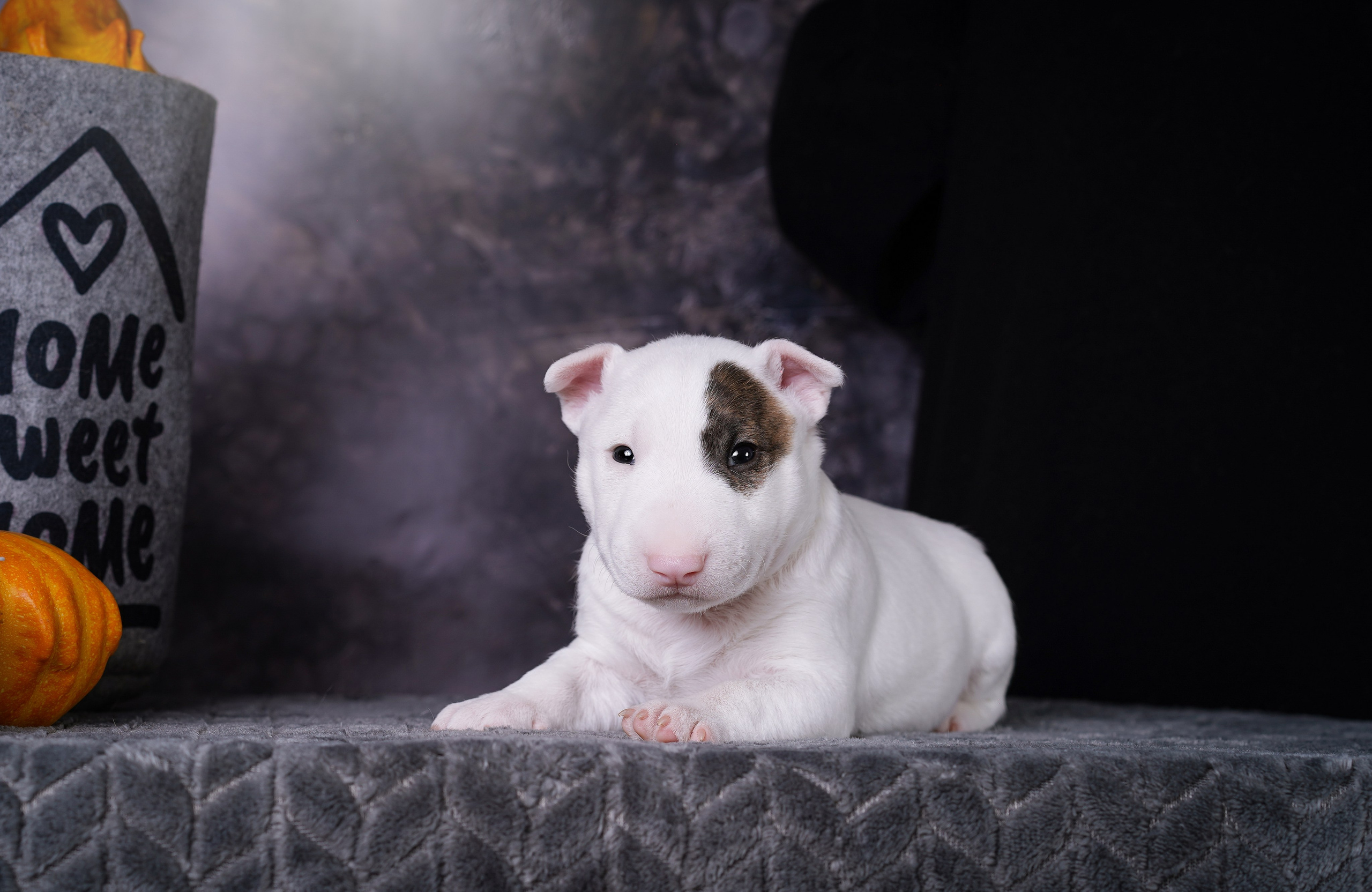 Щенки минибультерьера. Фотограф-анималист в Санкт-Петербурге Яна Мартынова