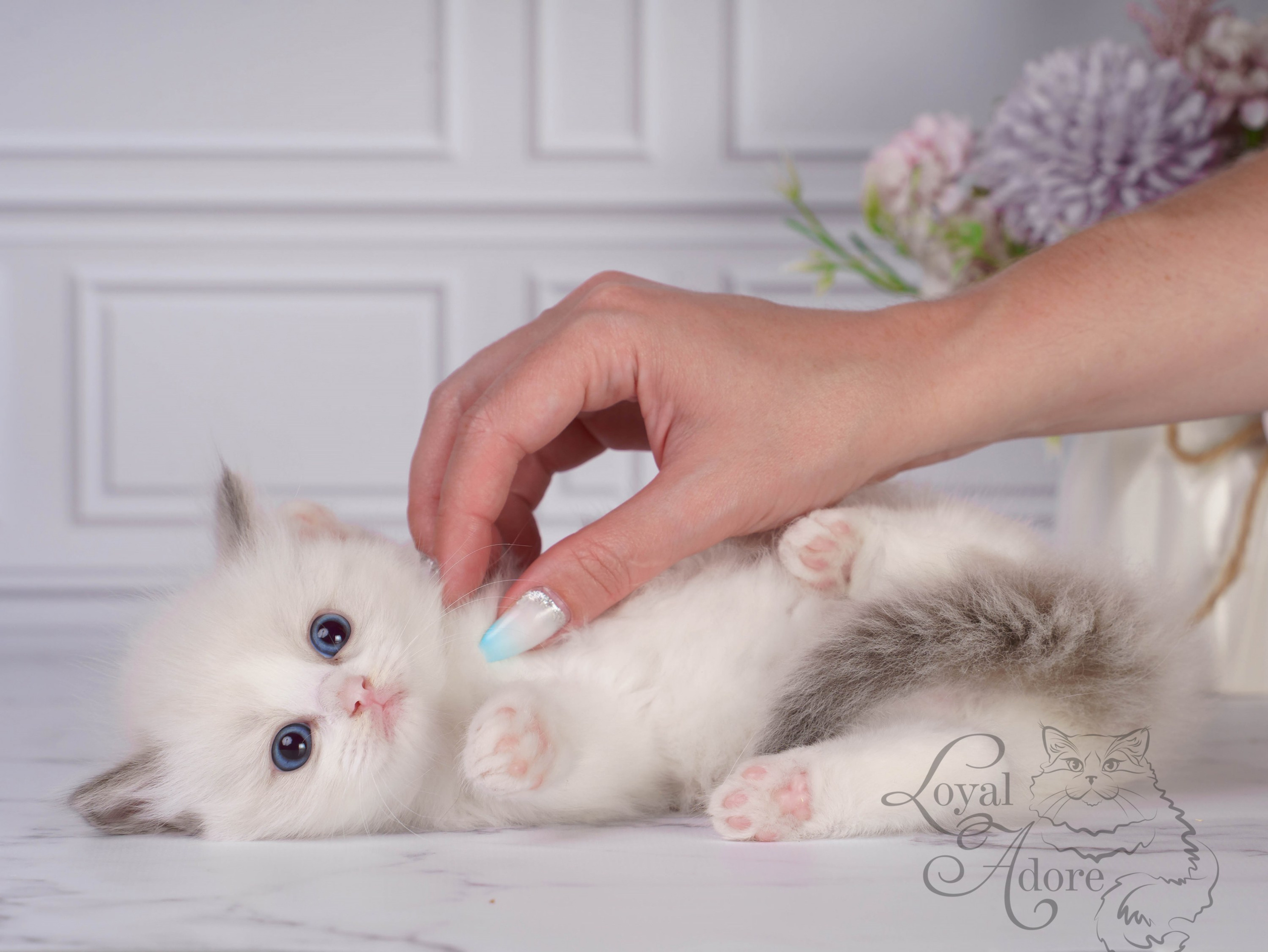 Котята рэгдолл от Loyal Adore. Питомник рэгдолл Loyal Adore