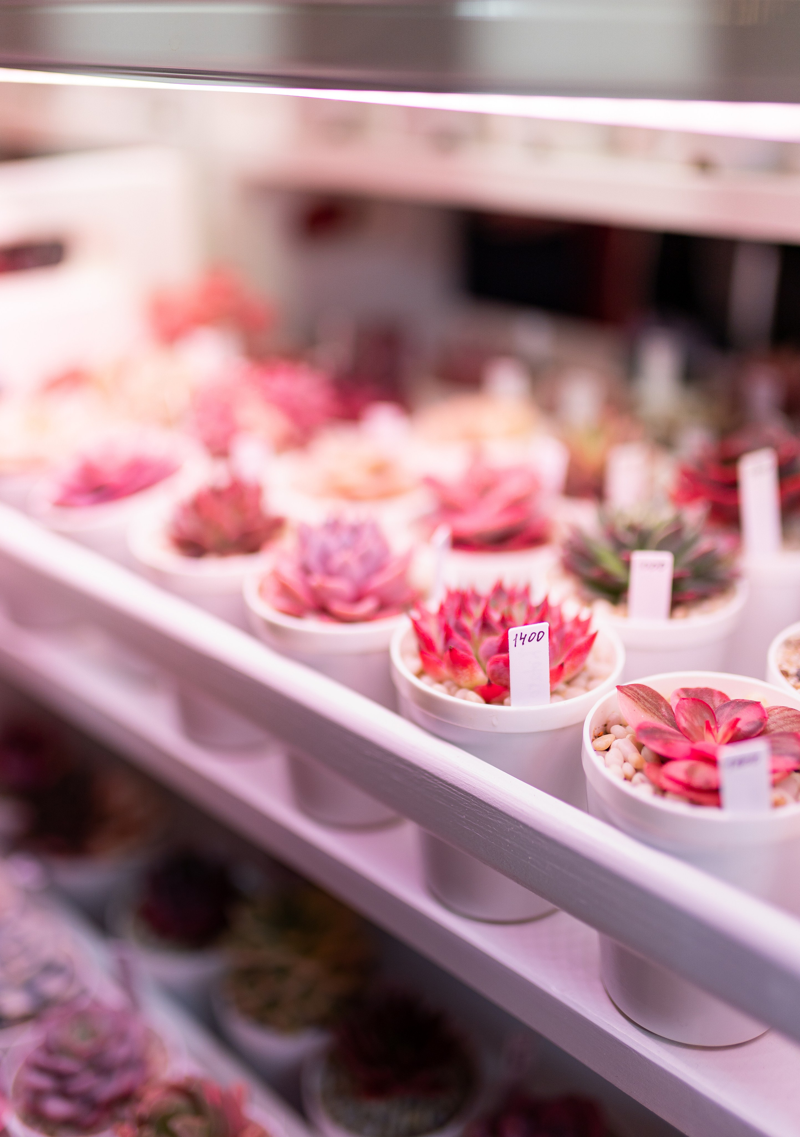 Meza market 2024. Александра Куликова фотограф, Москва