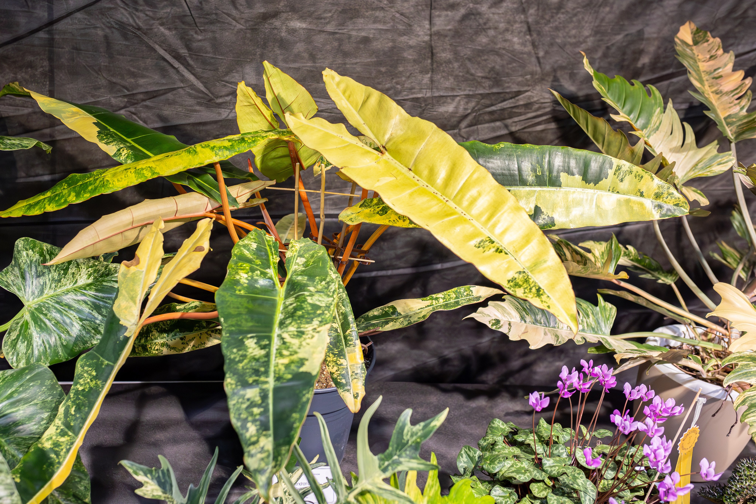 Монстериум апрель 2026. Александра Куликова фотограф, Москва