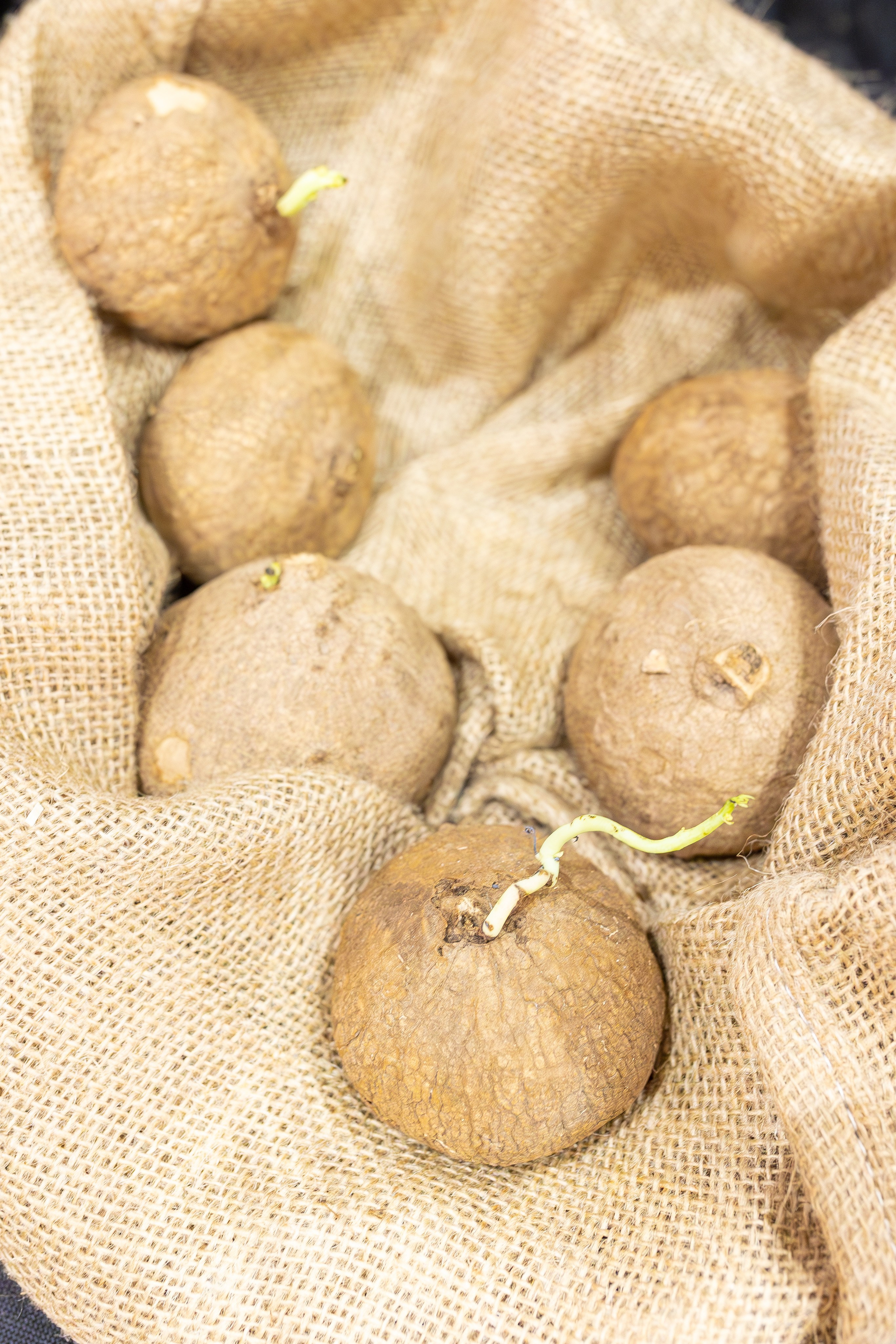 Монстериум 11–12 октября. Александра Куликова фотограф, Москва