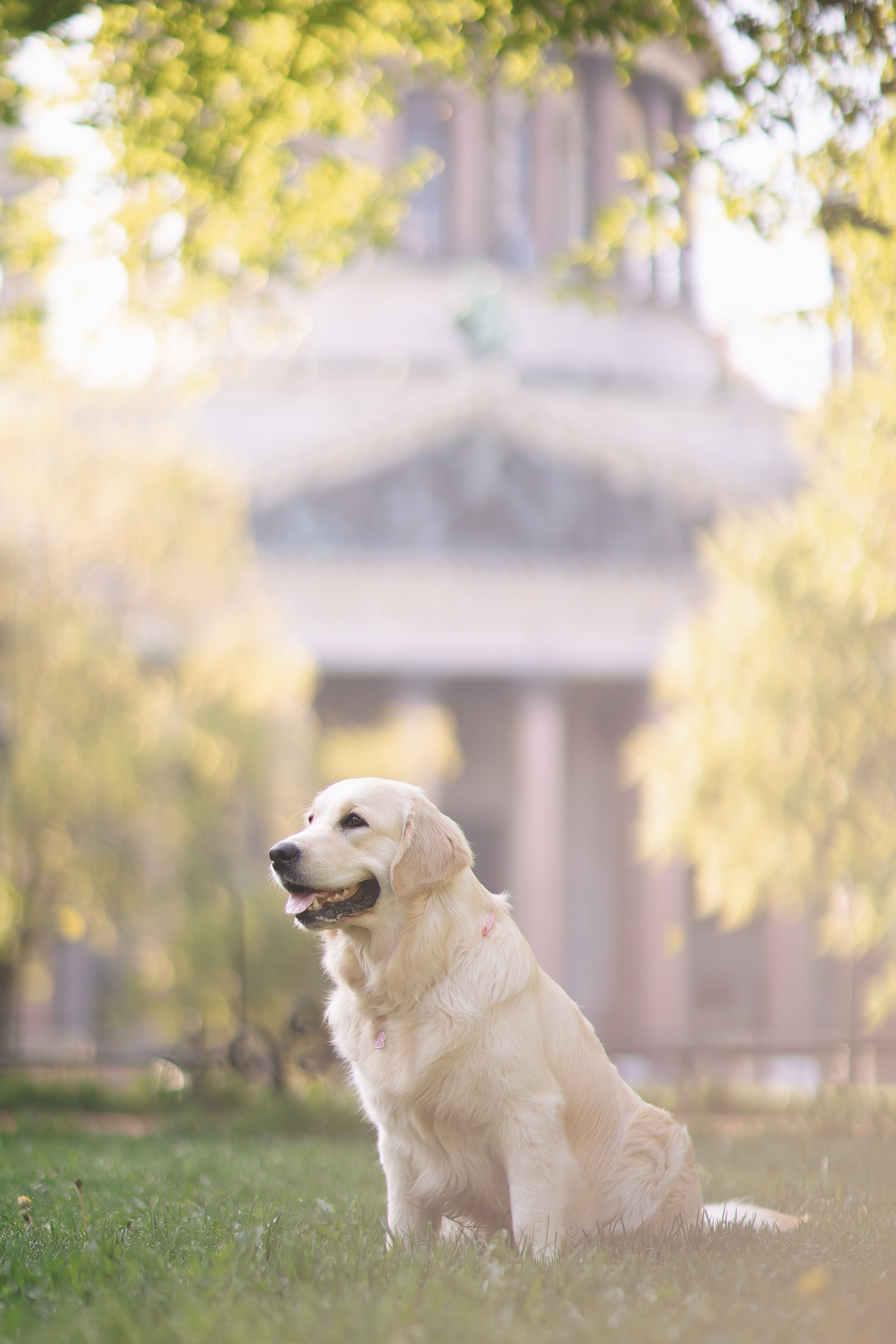 Золотистый ретривер Мона, Питер. Свадебный и женский фотограф