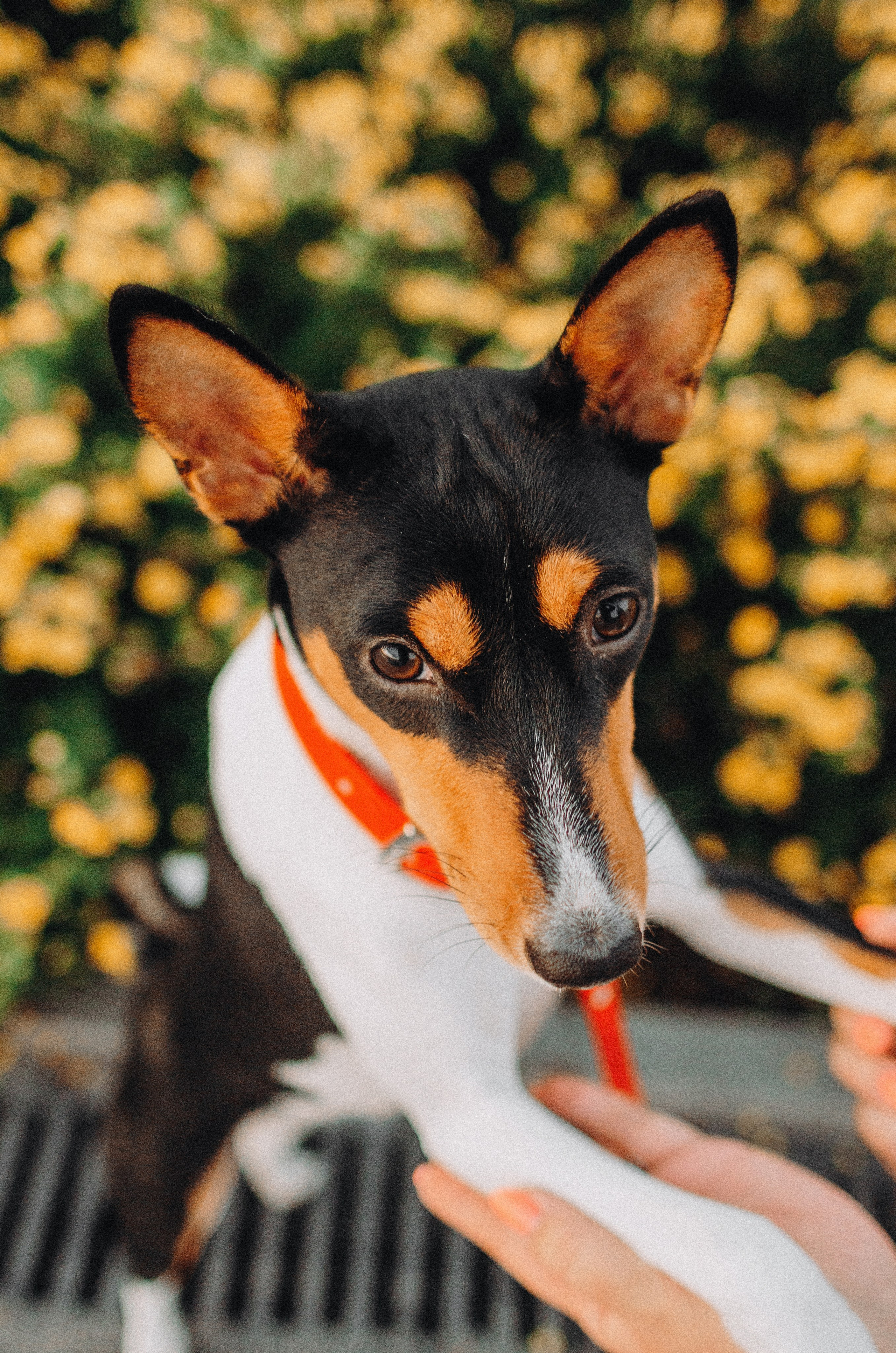 Лена, Никита и Эсма. Фотограф-анималист Богданова Полина