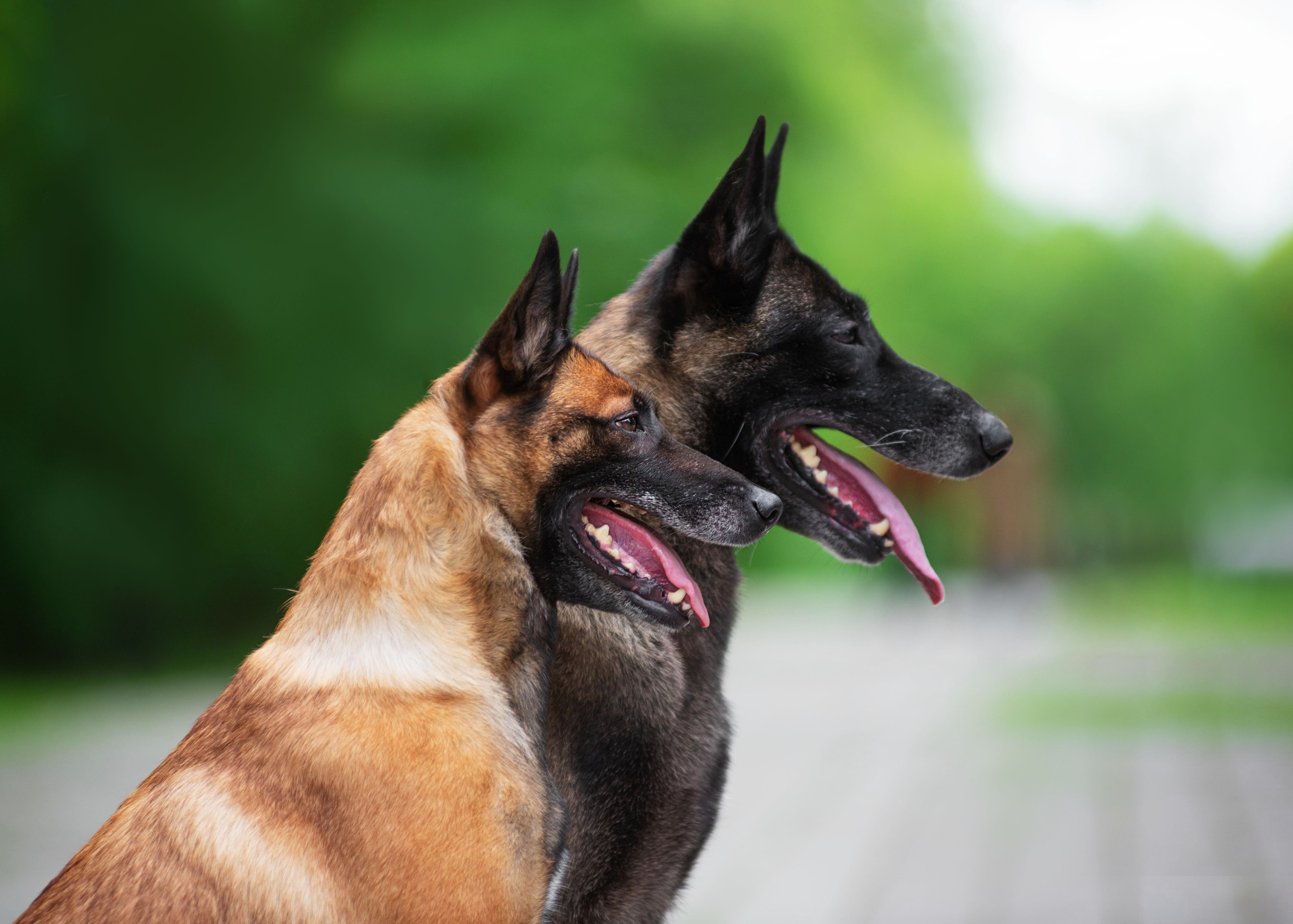 Летние овчарки. Дог-фотограф в Тюмени Александра Королева