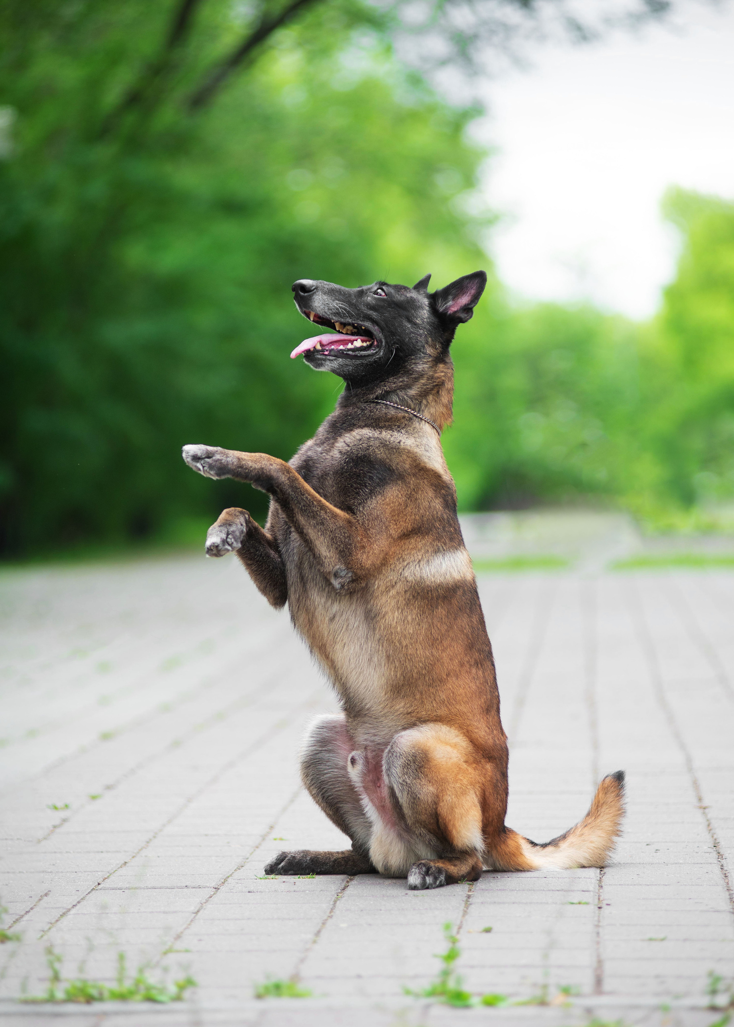 Летние овчарки. Дог-фотограф в Тюмени Александра Королева