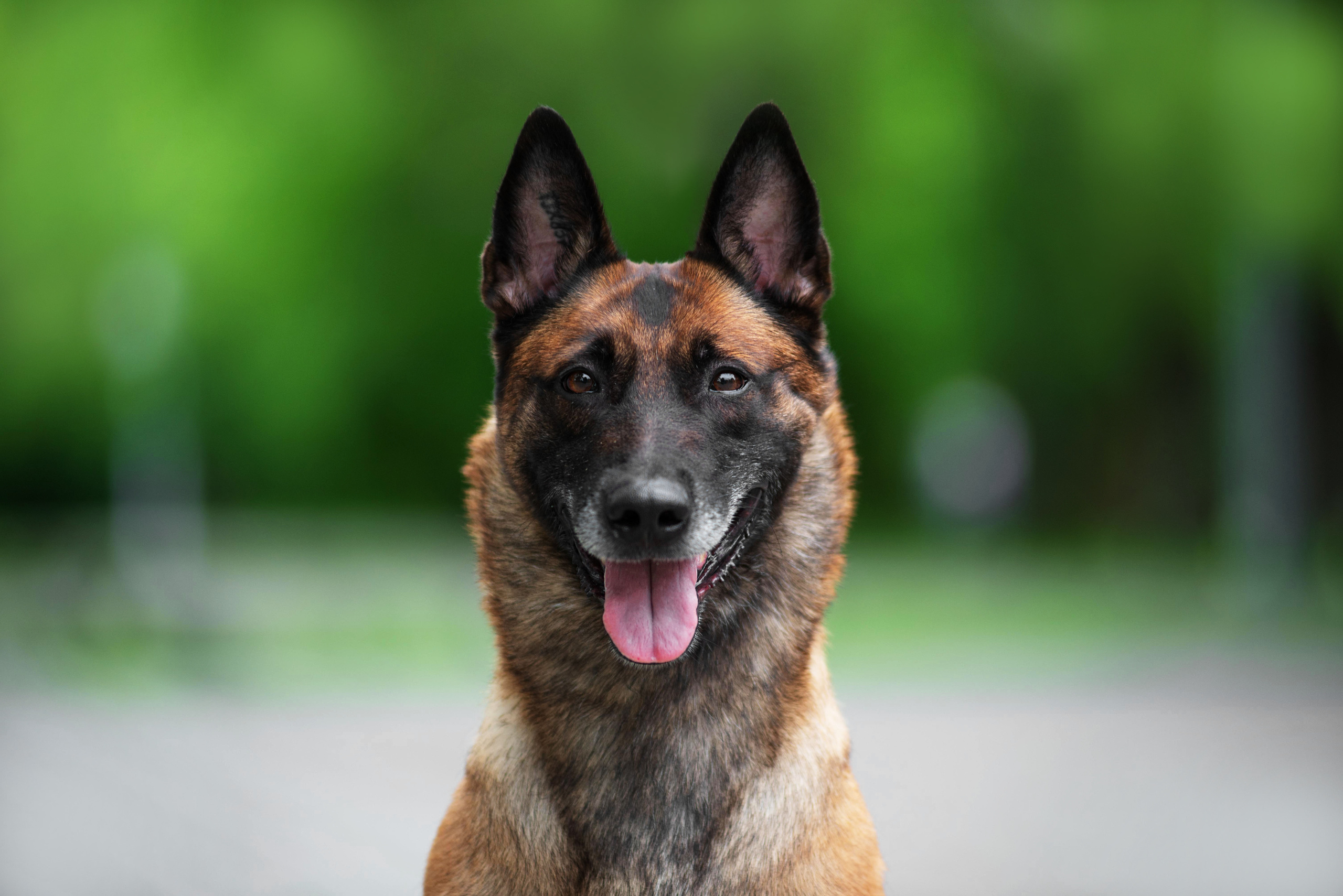 Летние овчарки. Дог-фотограф в Тюмени Александра Королева