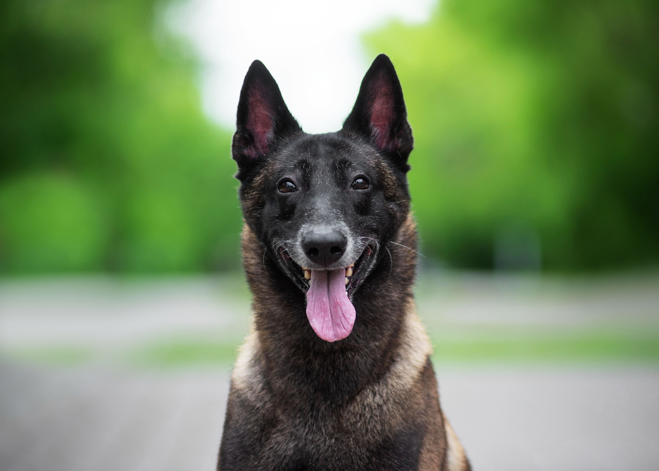 Летние овчарки. Дог-фотограф в Тюмени Александра Королева