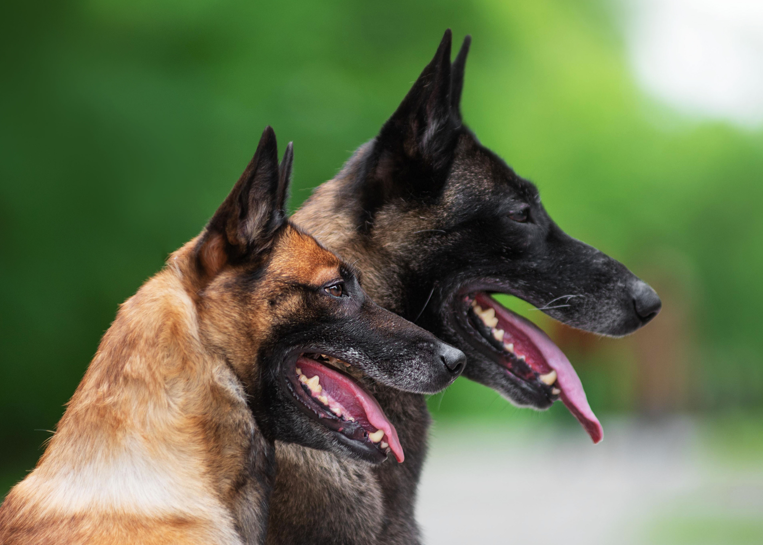 Летние овчарки. Дог-фотограф в Тюмени Александра Королева