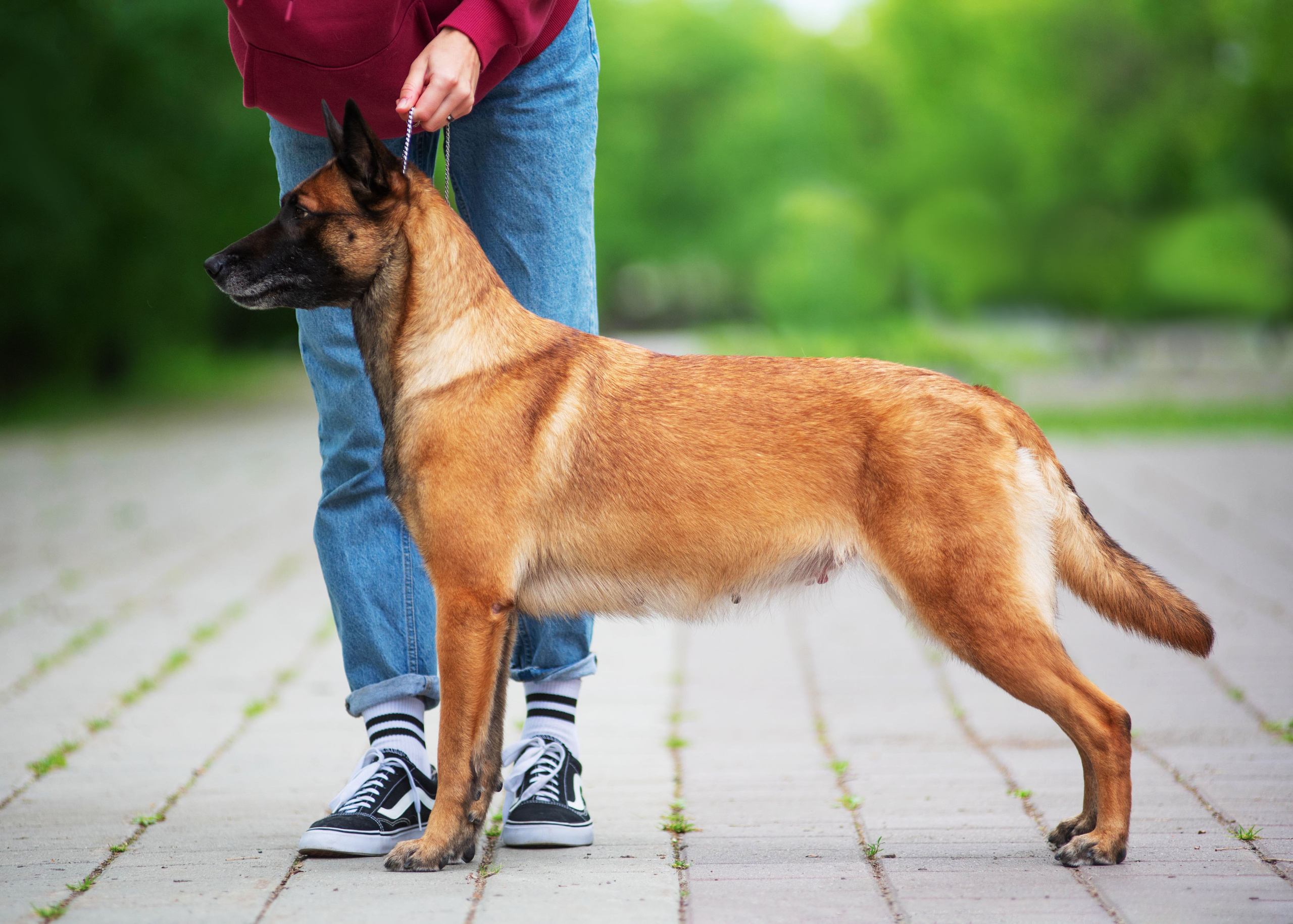 Летние овчарки. Дог-фотограф в Тюмени Александра Королева