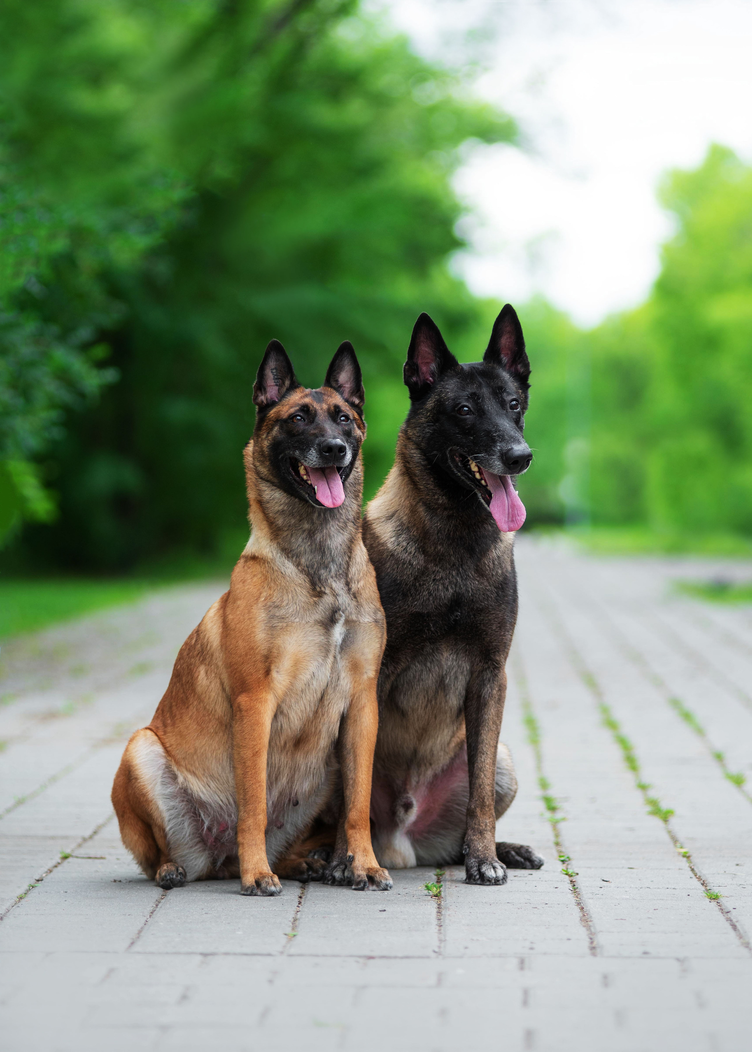 Летние овчарки. Дог-фотограф в Тюмени Александра Королева