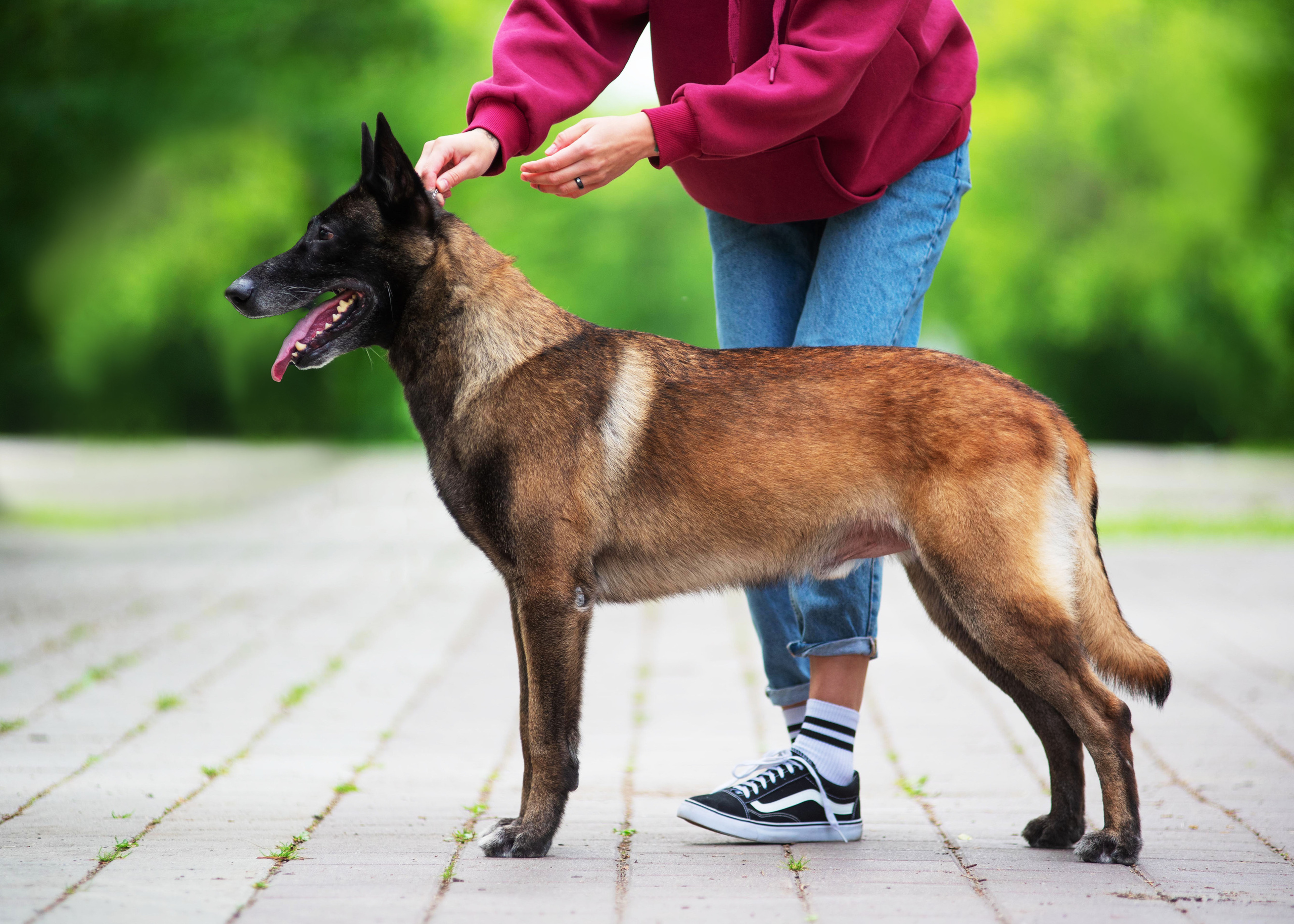 Летние овчарки. Дог-фотограф в Тюмени Александра Королева