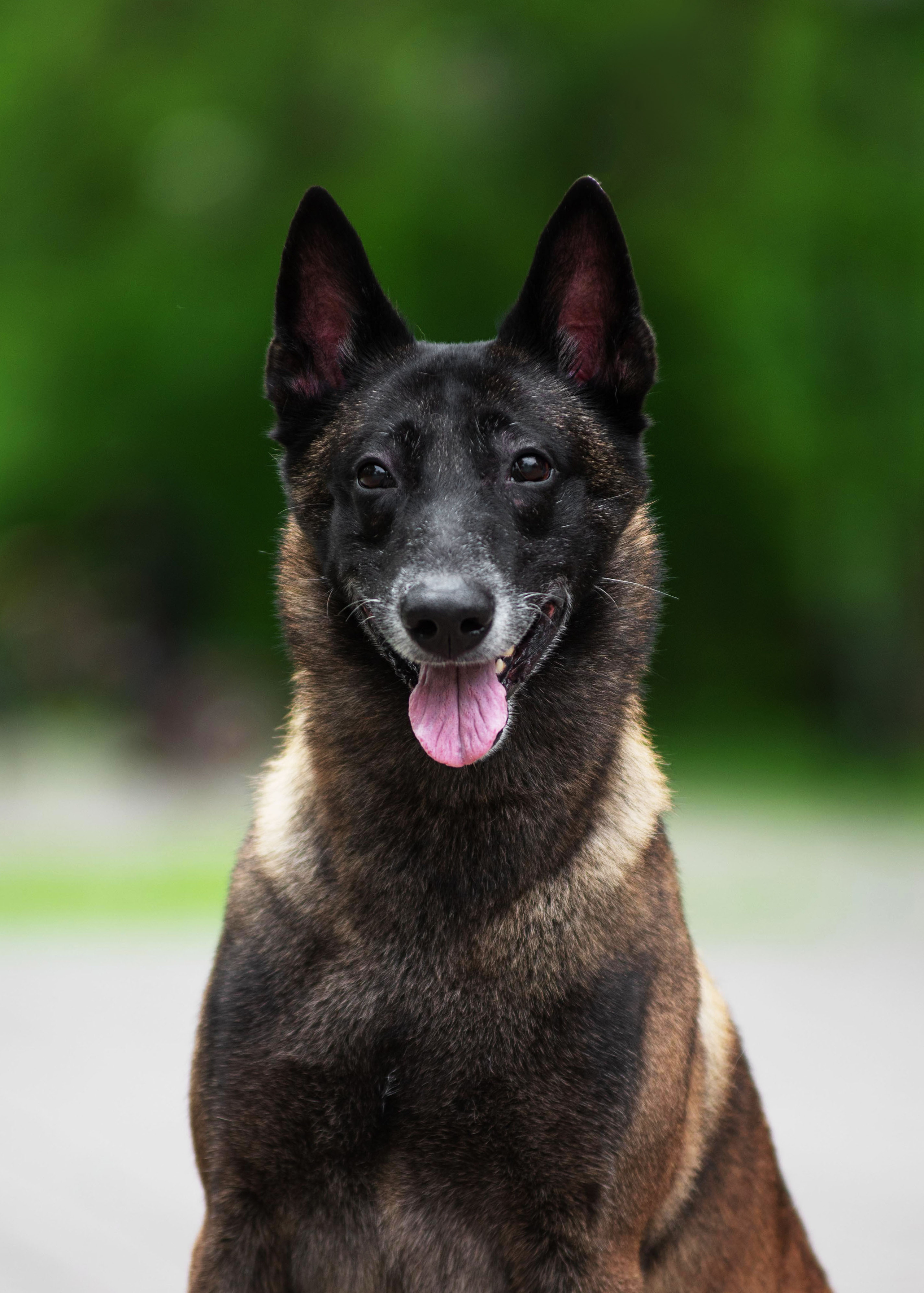 Летние овчарки. Дог-фотограф в Тюмени Александра Королева