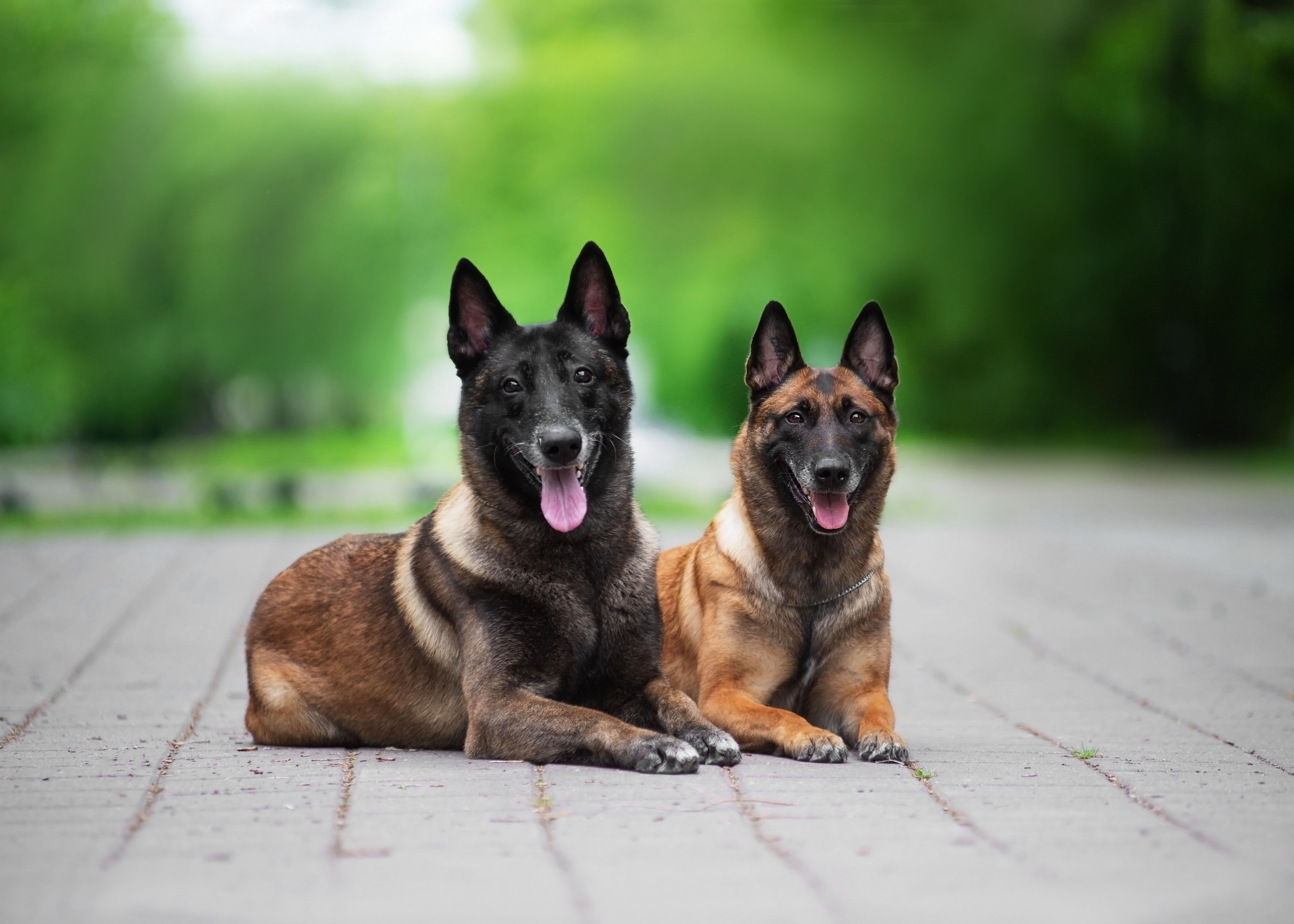 Летние овчарки. Дог-фотограф в Тюмени Александра Королева