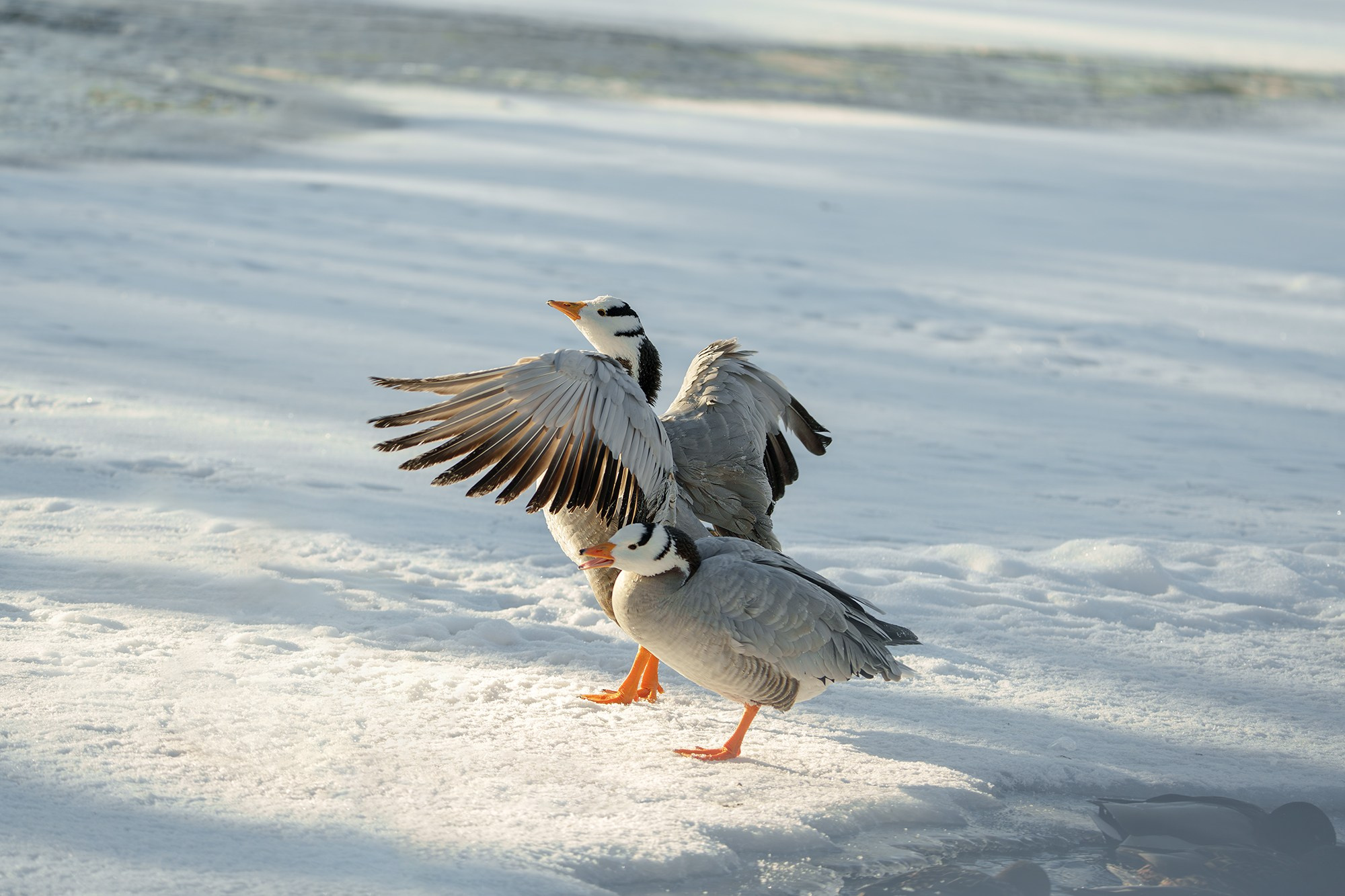 Удивительные мир птиц. Вокруг нас столько прекрасного — присмотритесь!. Ваш личный фотограф Марина Волкова