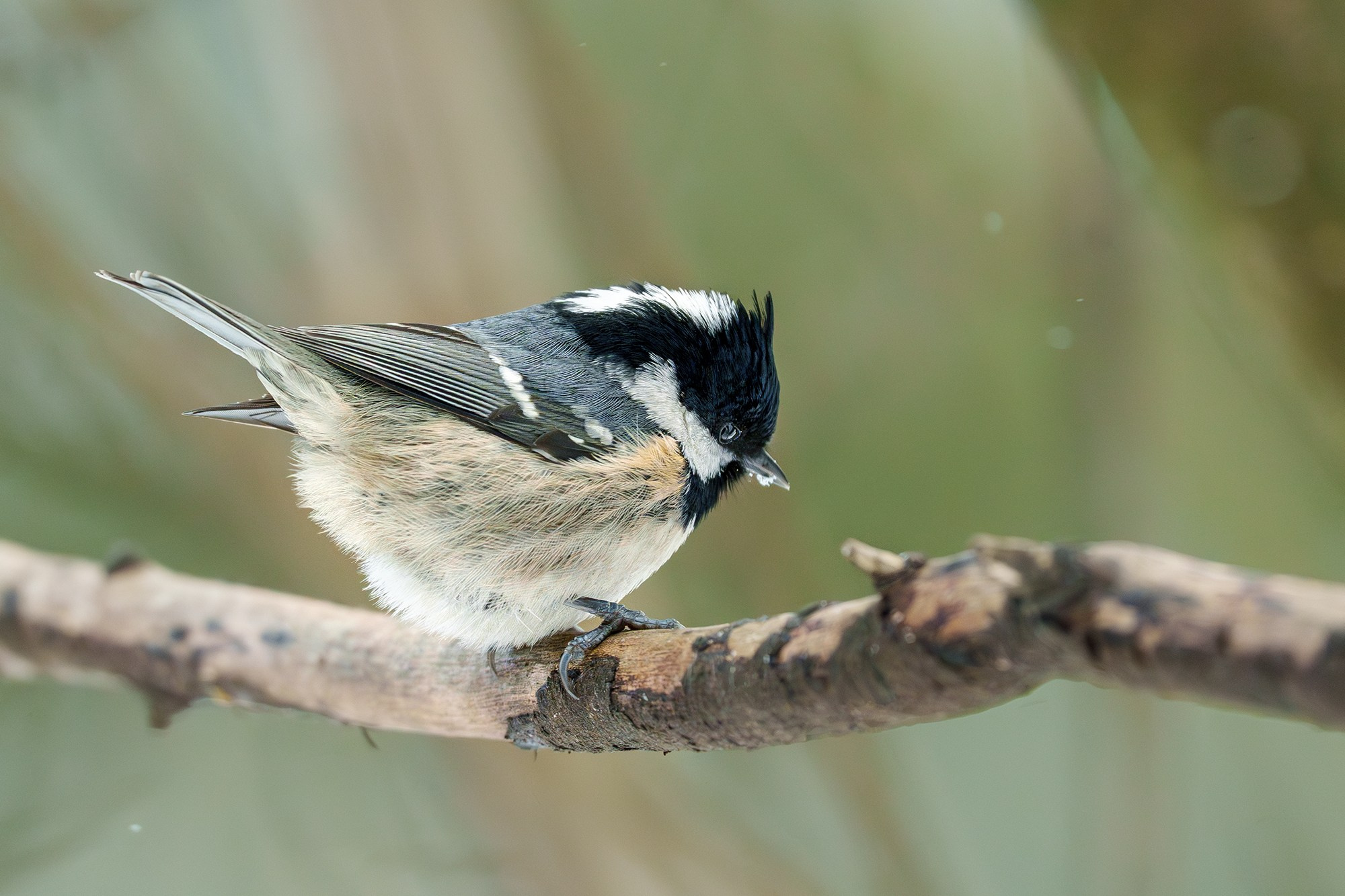 Удивительные мир птиц. Вокруг нас столько прекрасного — присмотритесь!. Ваш личный фотограф Марина Волкова
