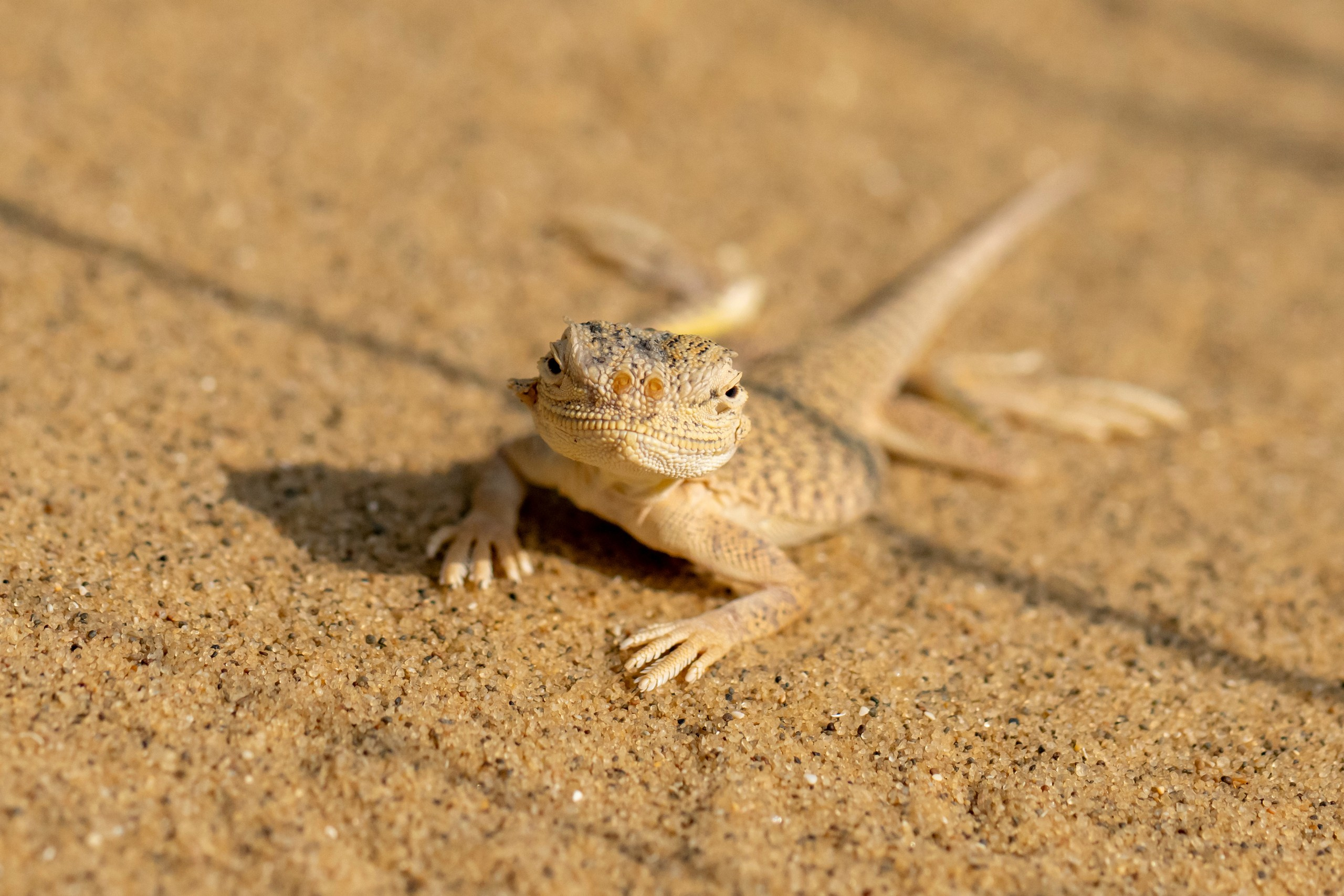 Природа Дагестана, сентябрь 2024. Foto-Zuev фотография как искусство